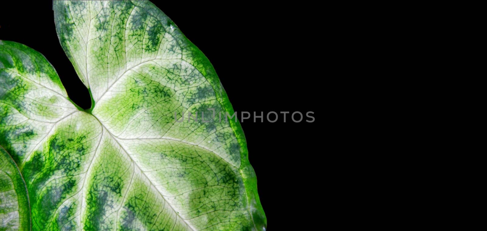 Details of the surface of a green leaf isolated on black