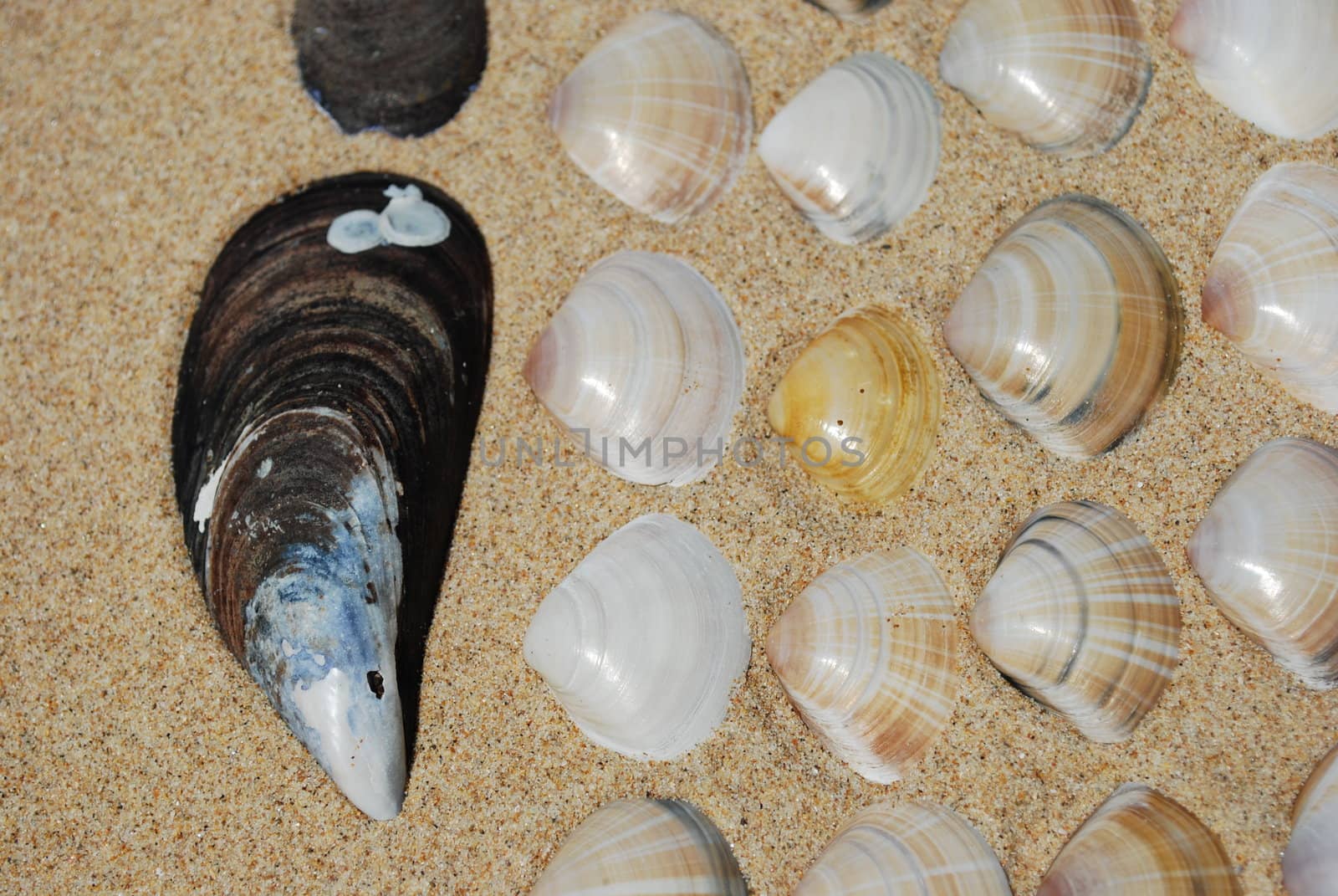 Seashells background on sand by luissantos84