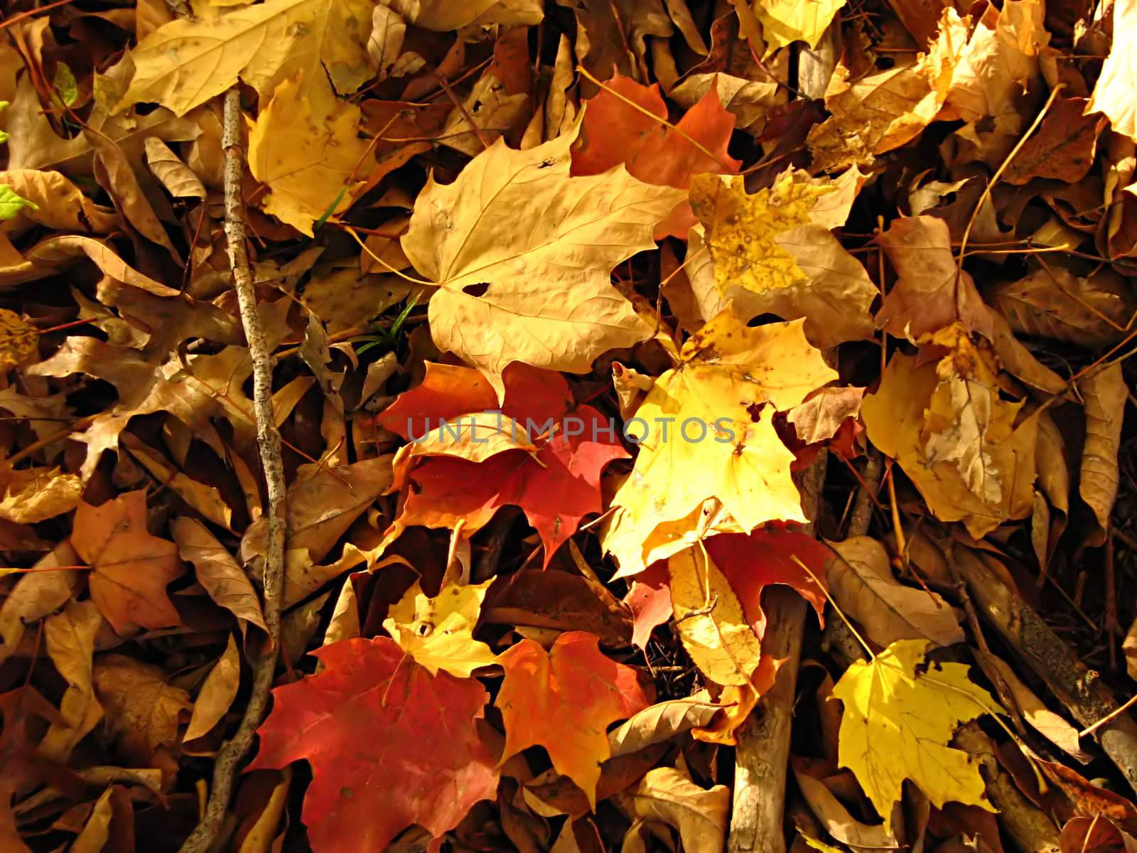 Leaf Background by llyr8