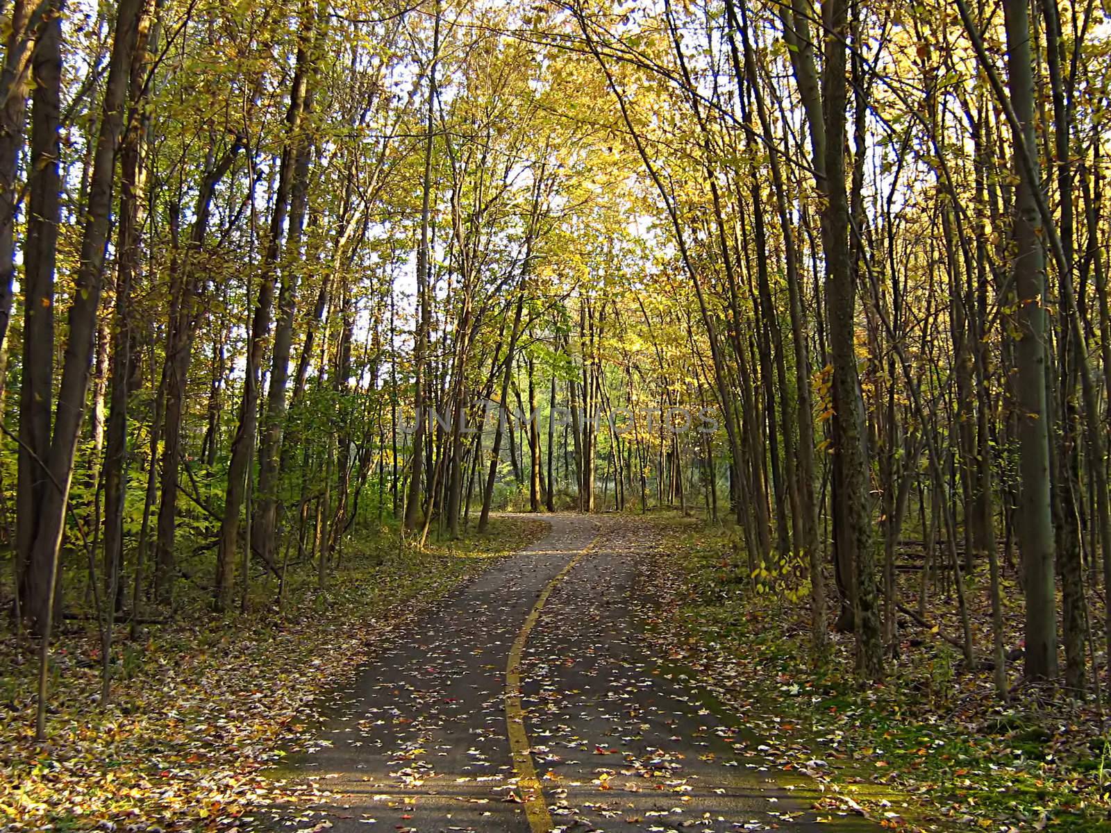 A photograph of a walking trail in autumn.