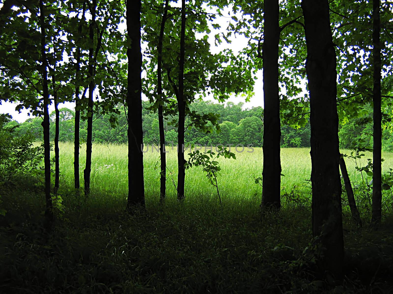 Quiet Forest by llyr8