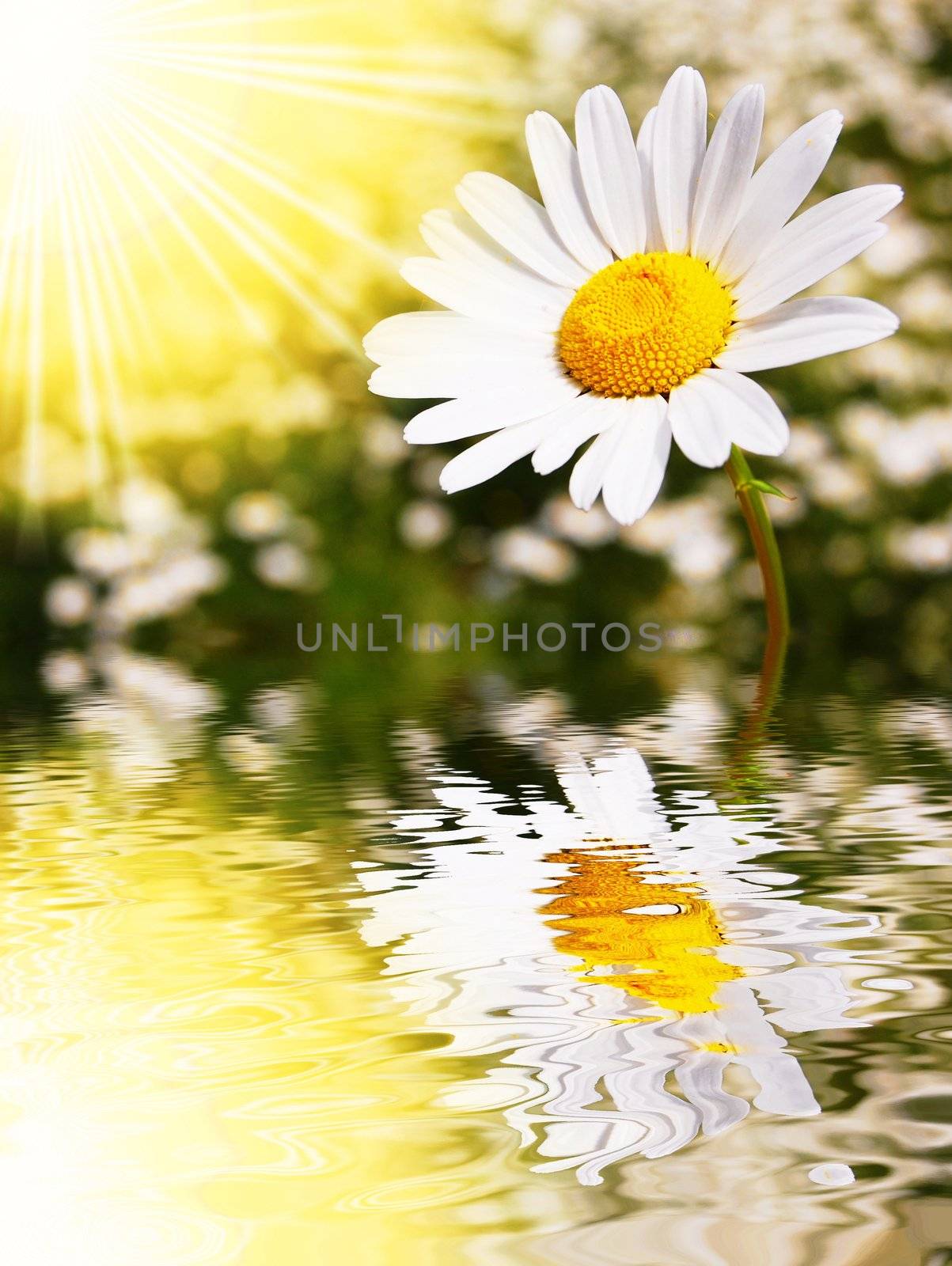 daisy flowers in summer with water reflection and copyspace