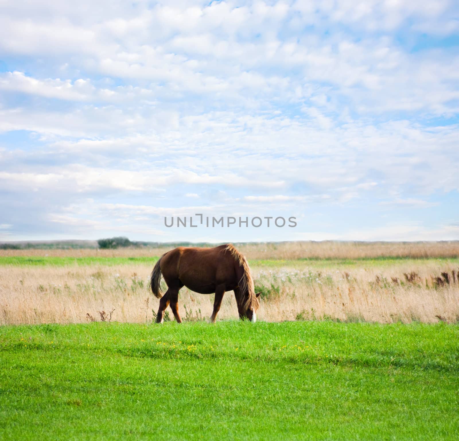 horse on the meadow, summer, blue sky