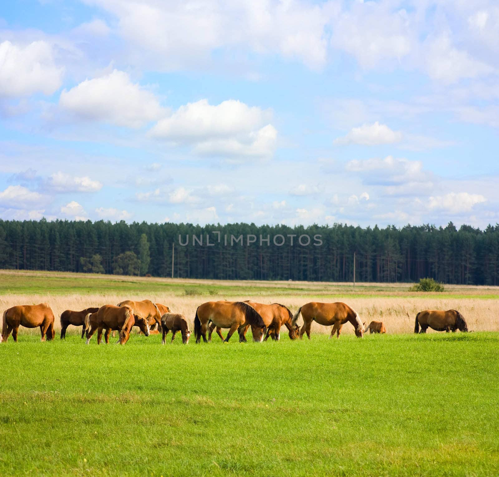 horses on the meadow, summer, blue sky by aleksaskv