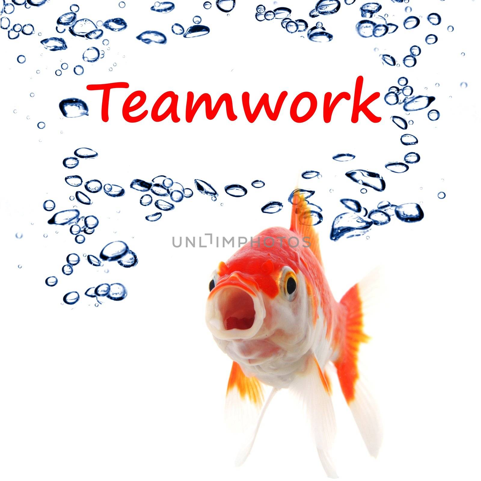 teamwork or team concept with word and goldfish on white