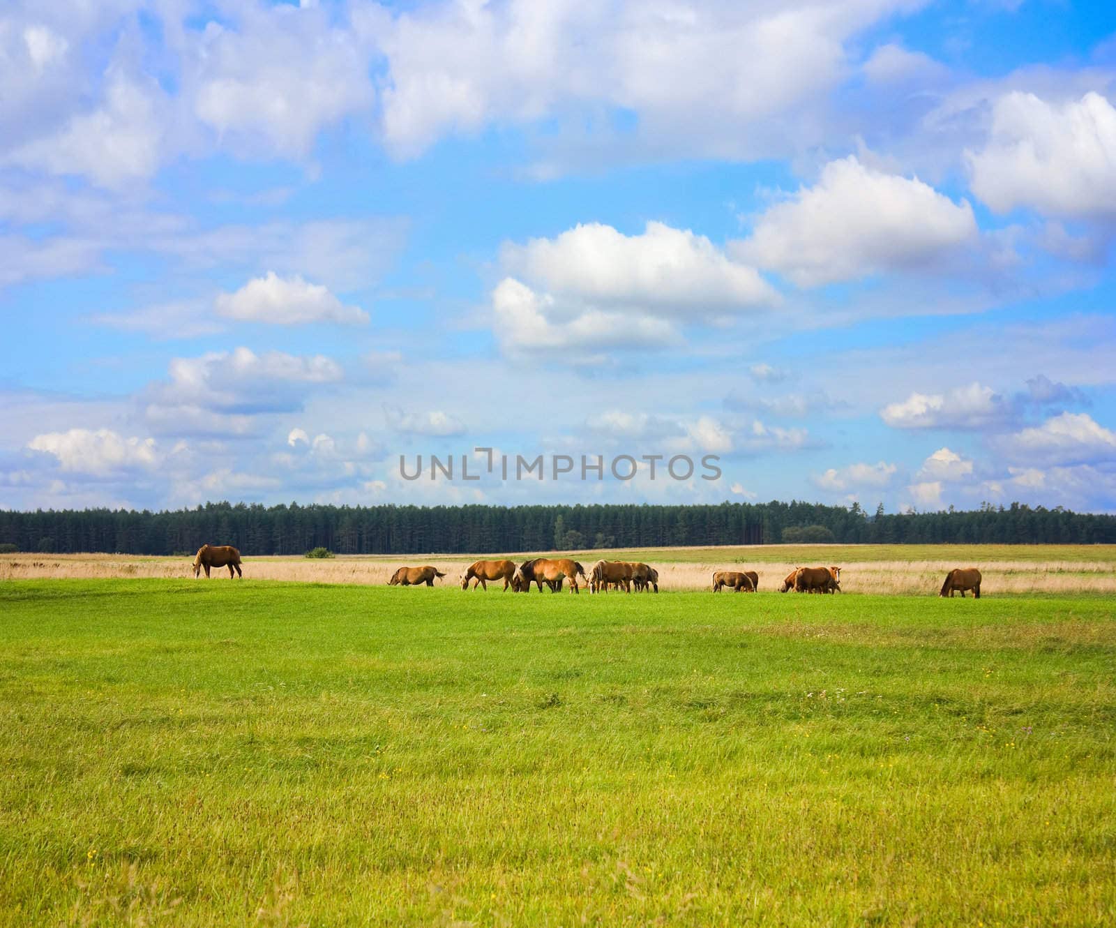 horses on the meadow, summer, blue sky by aleksaskv