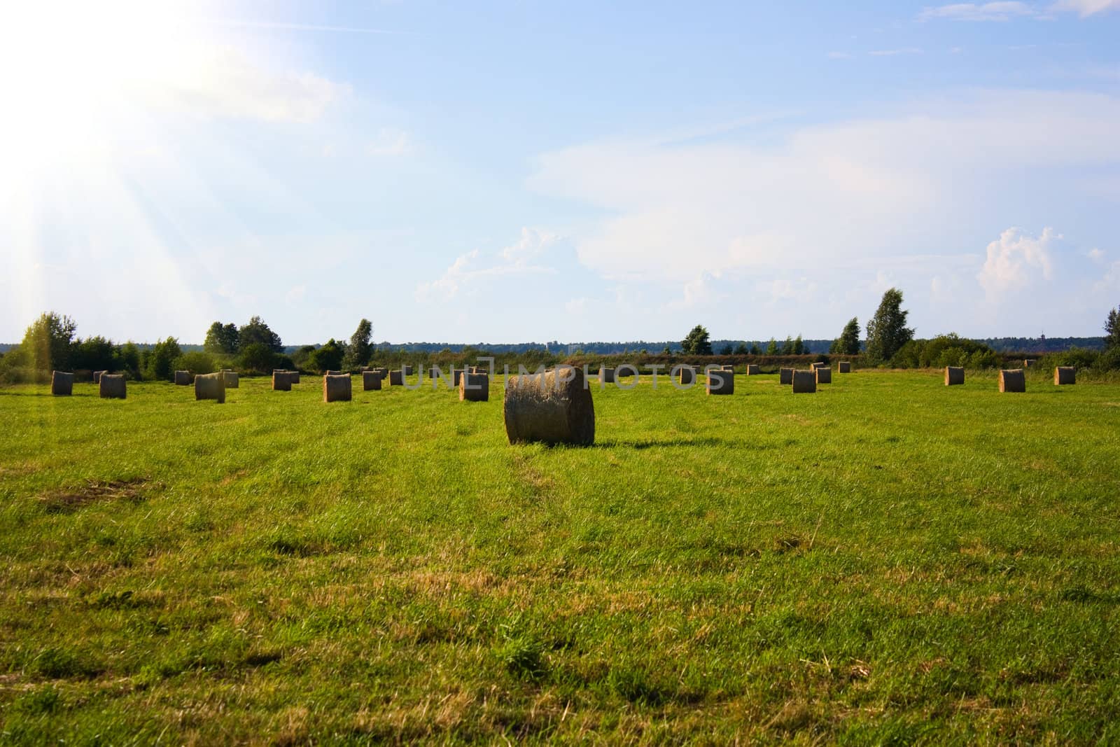 hay field