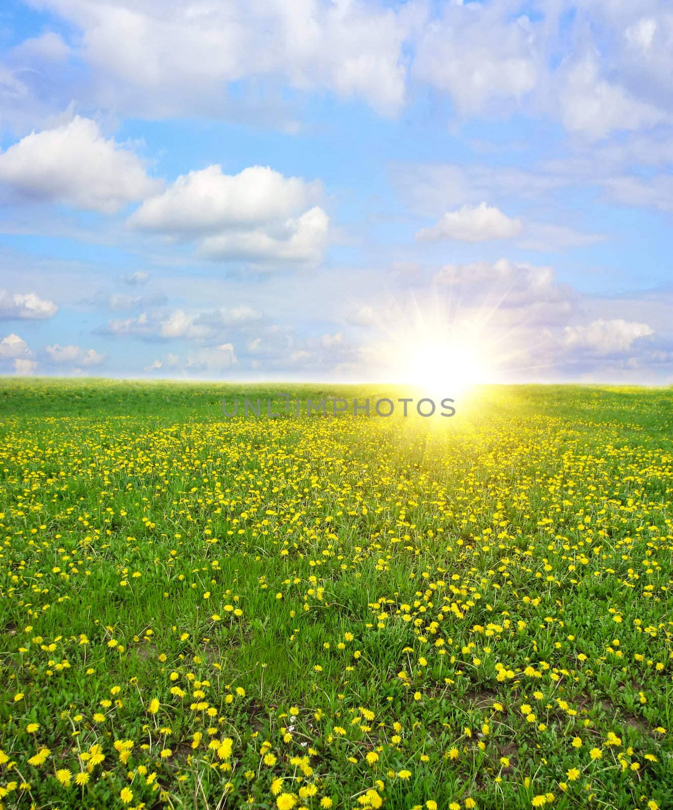 field dandelion dawn
