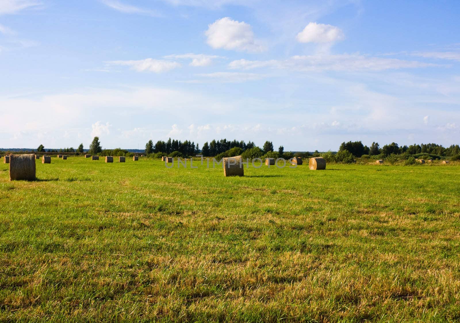 rolls of hay, field