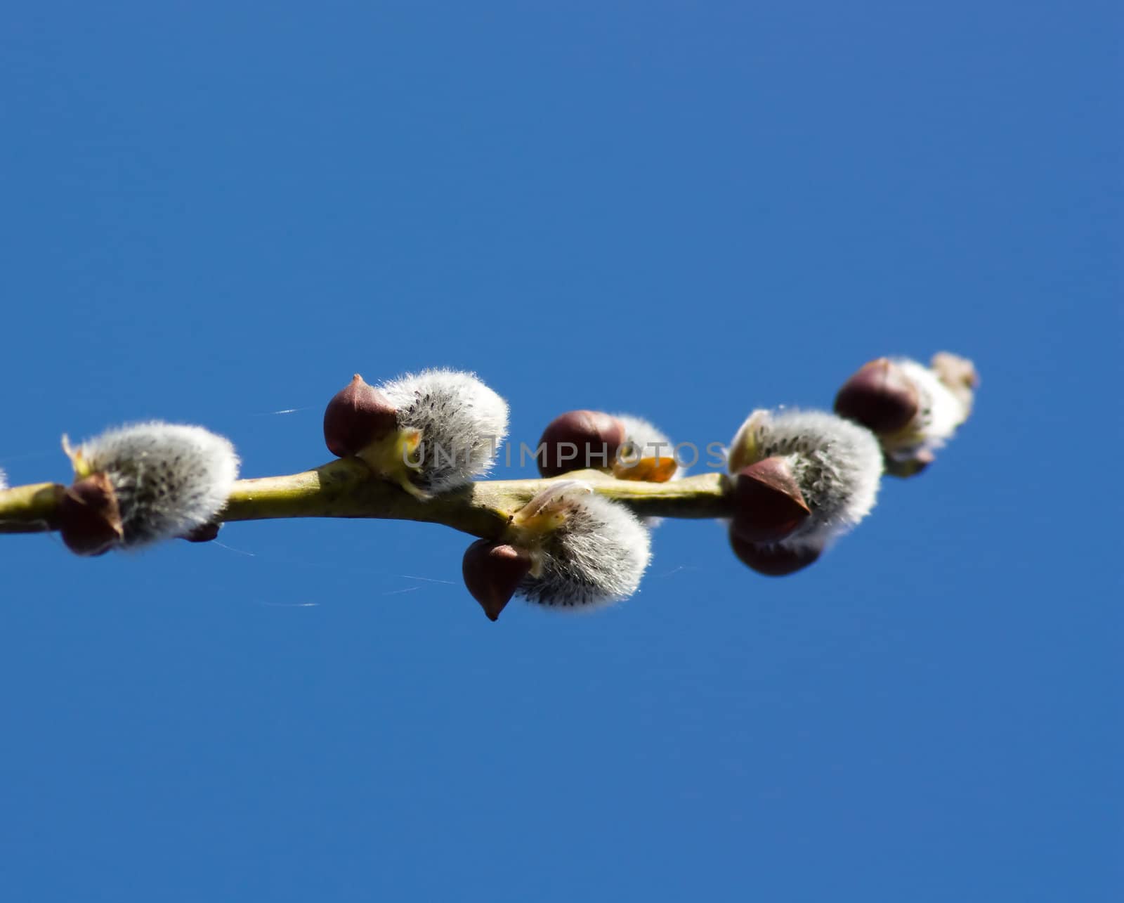 Easter willow