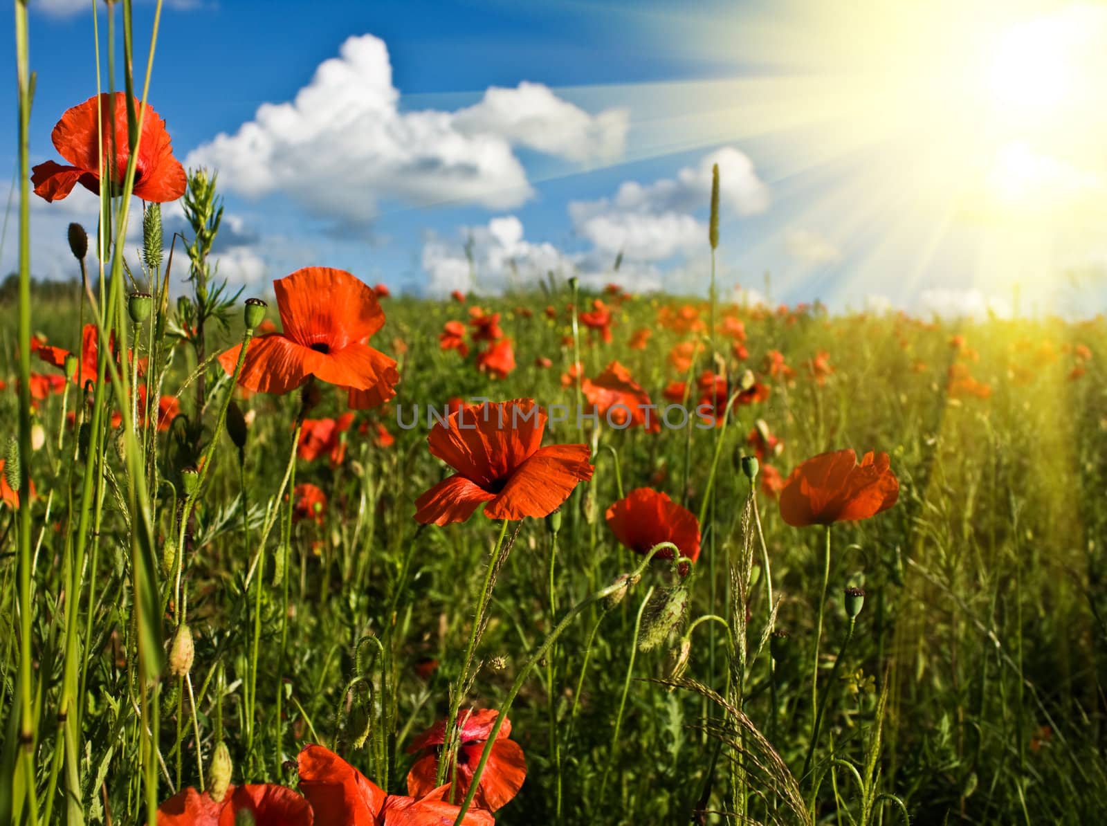 field of red poppies