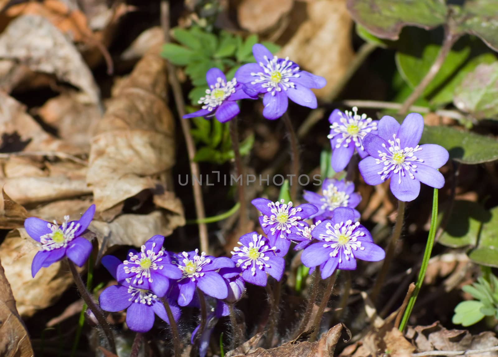blue spring flowers