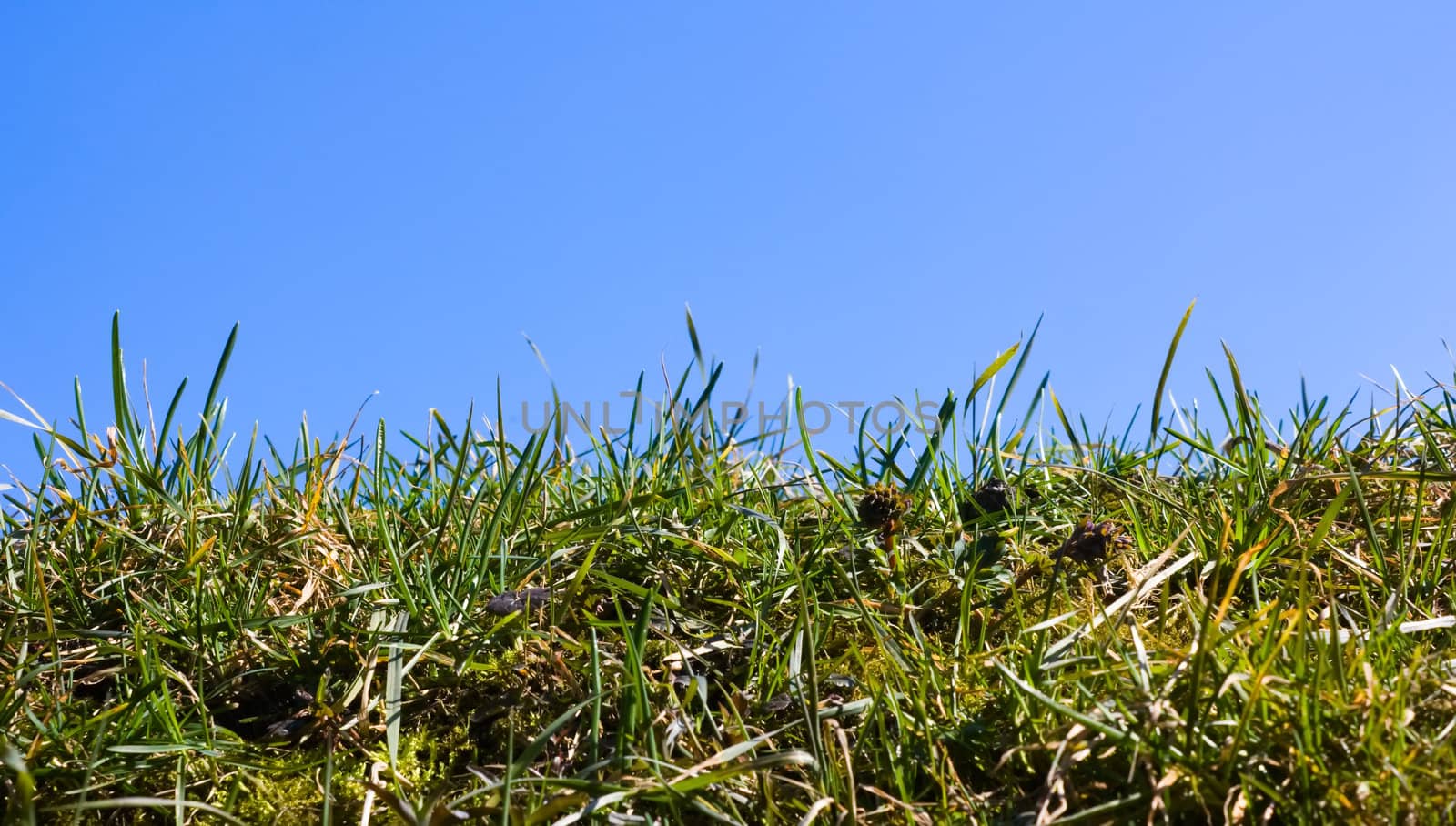 grass on a background of sky