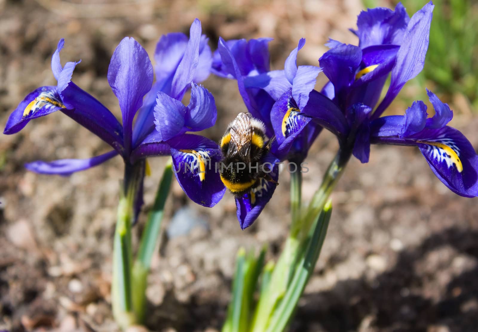 bumblebee on a flower, spring