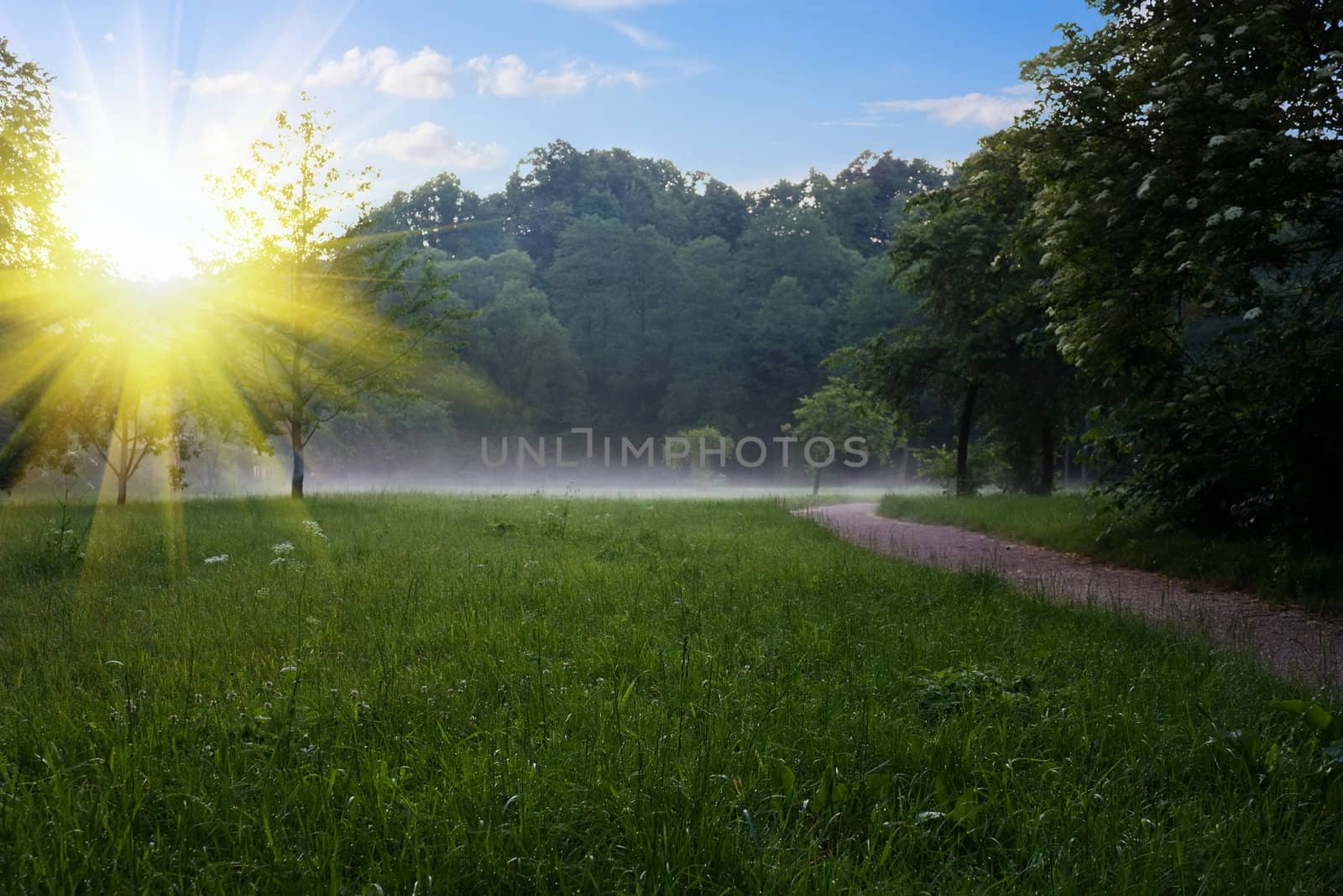 sunrise at the summer park