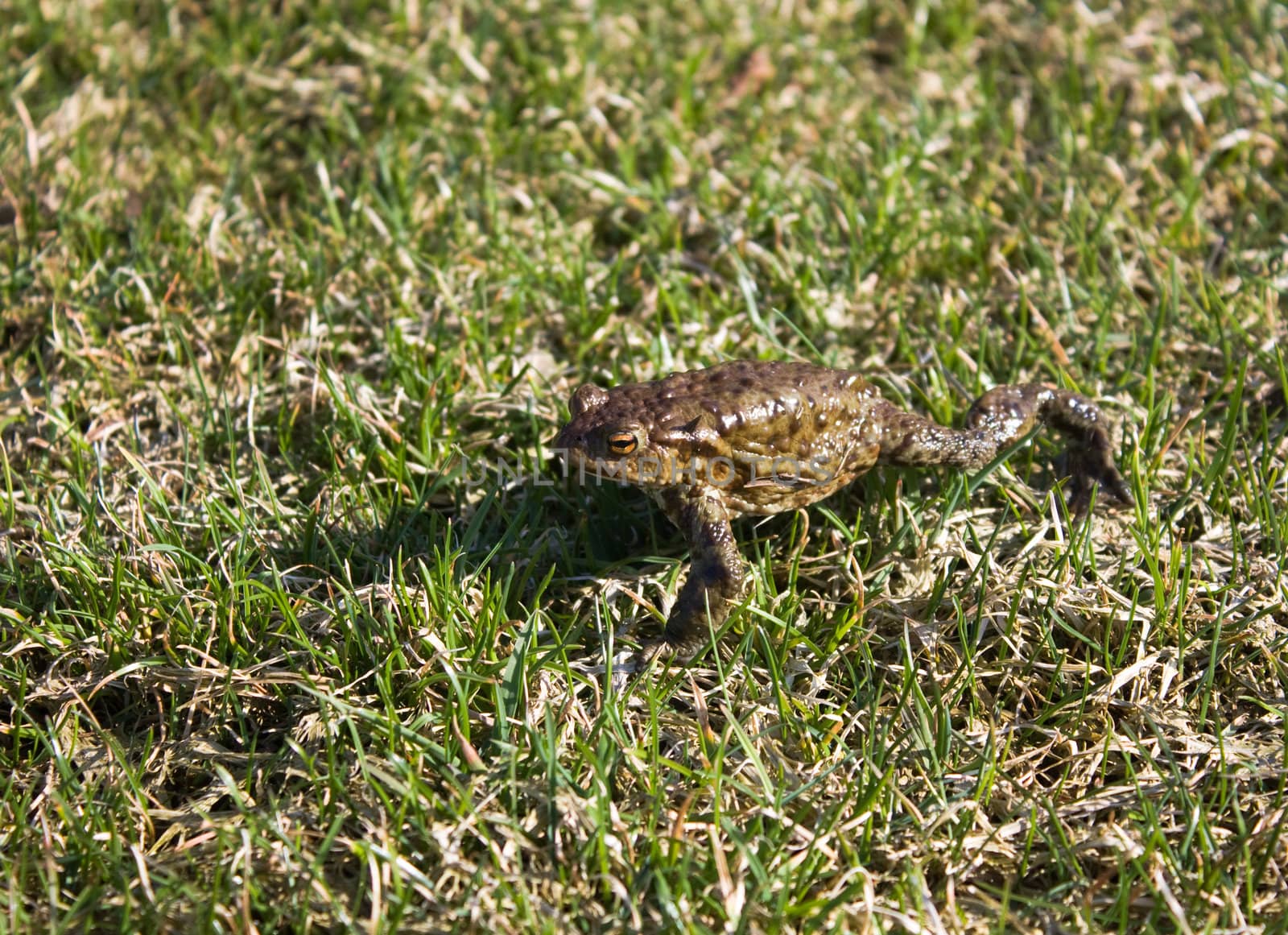 frog in the grass