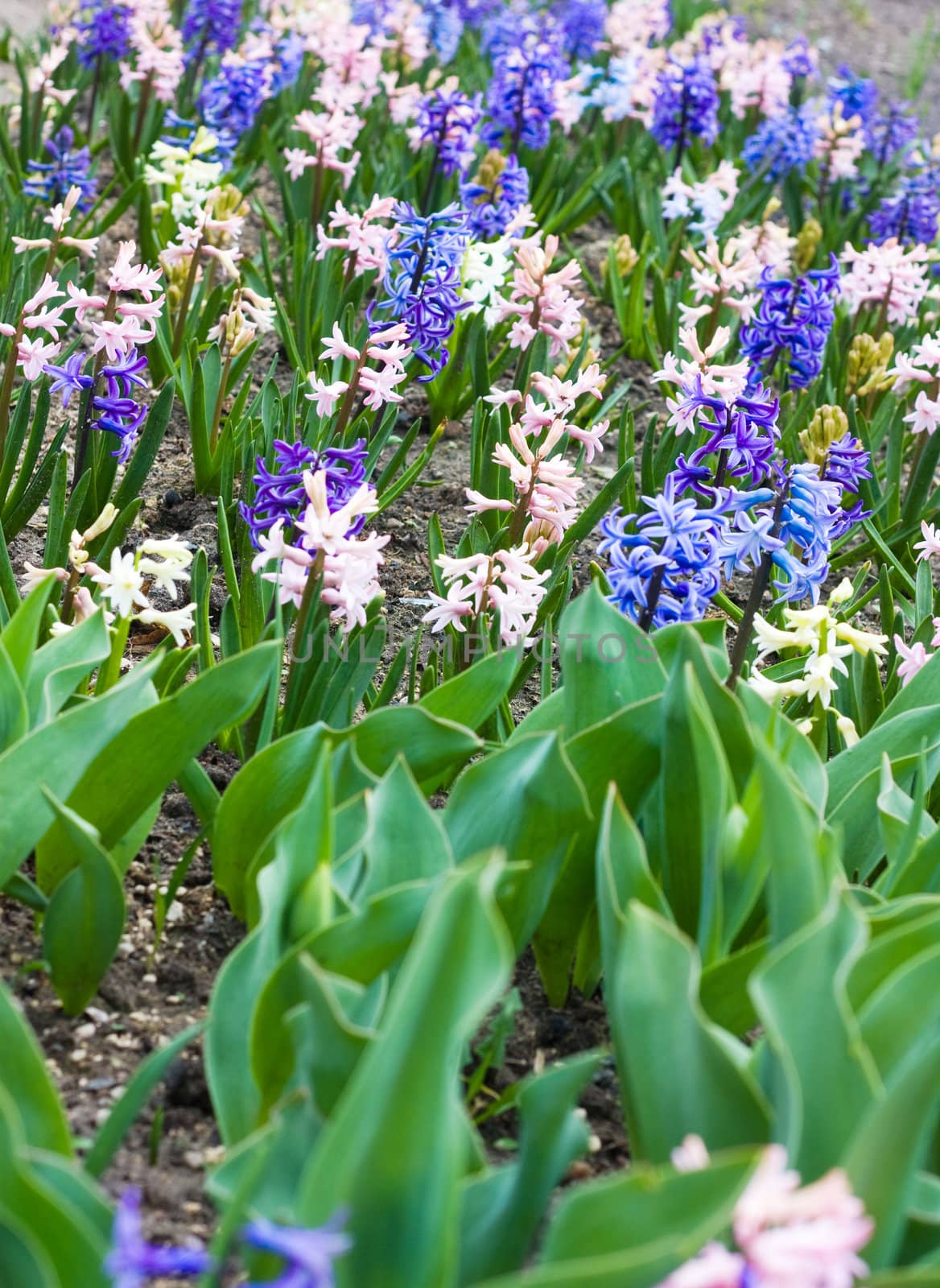 hyacinth flowers