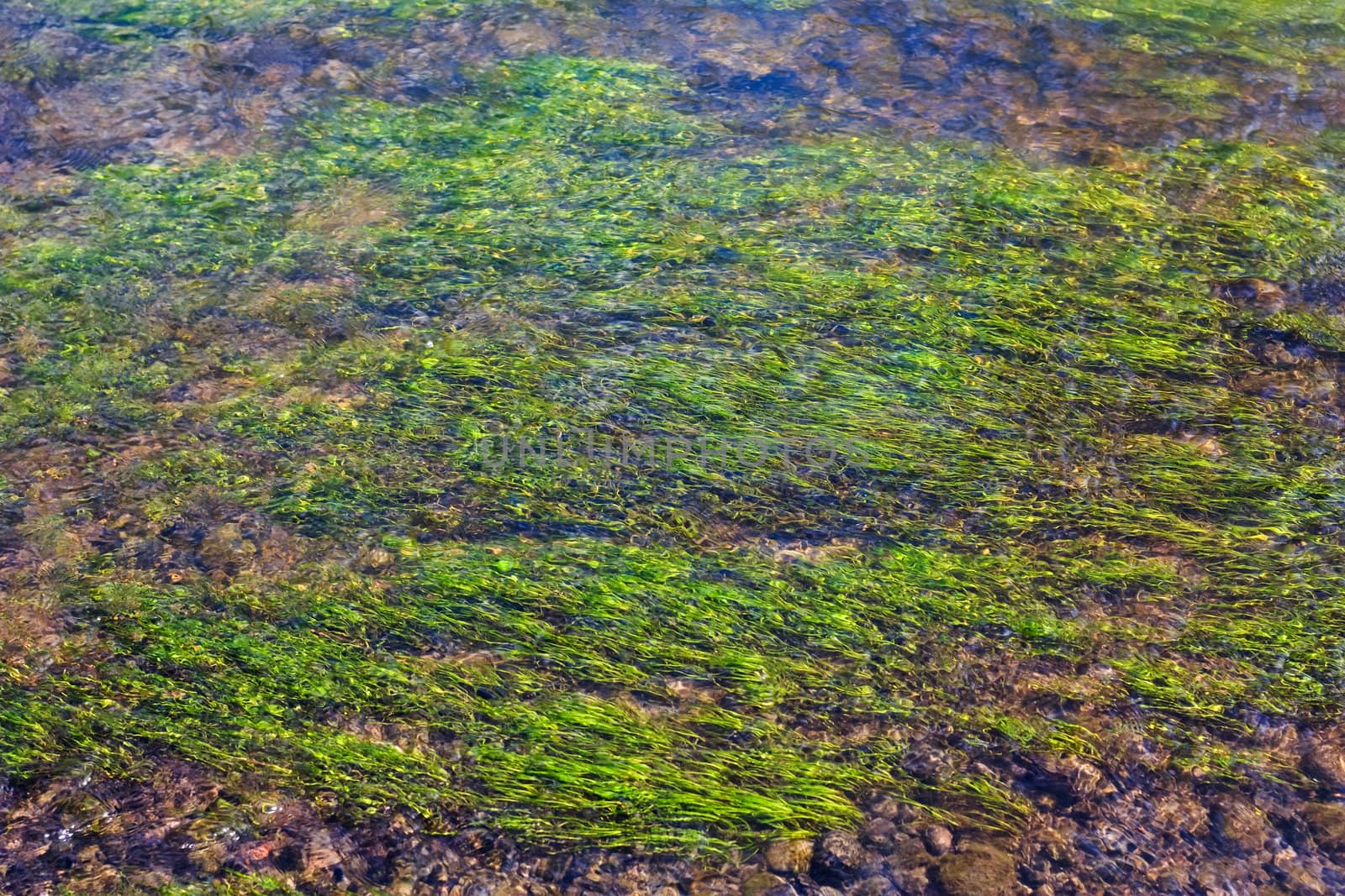 algae in the river, an abstract background