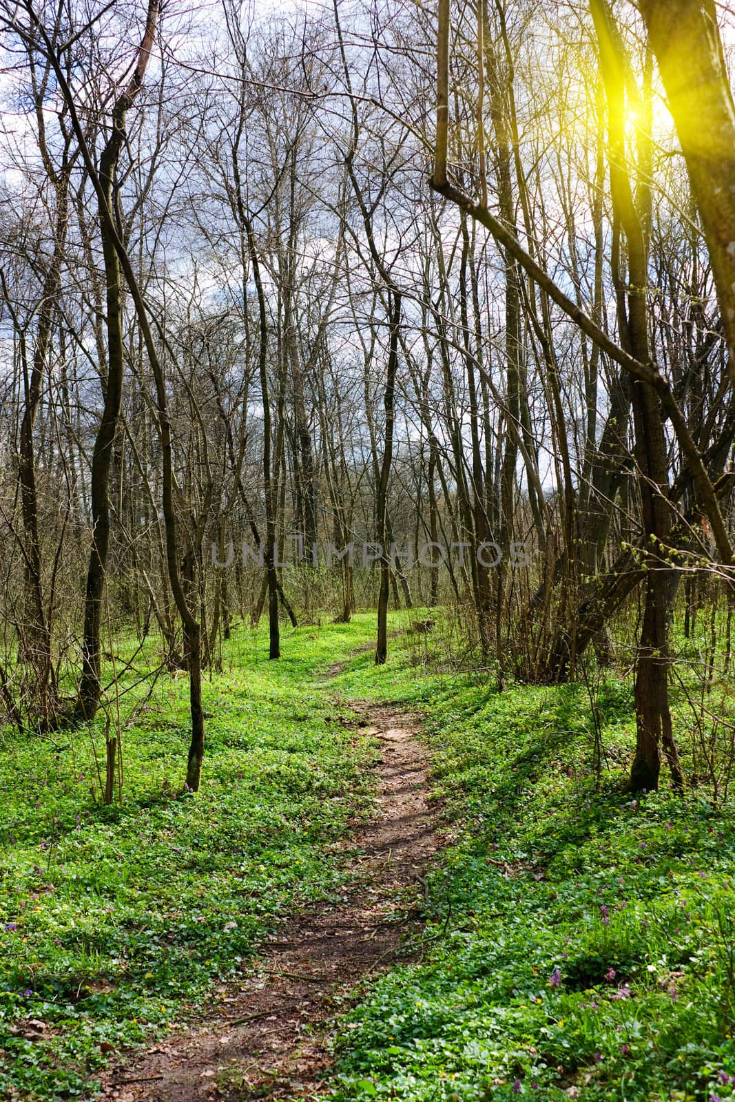 trail in Spring Park