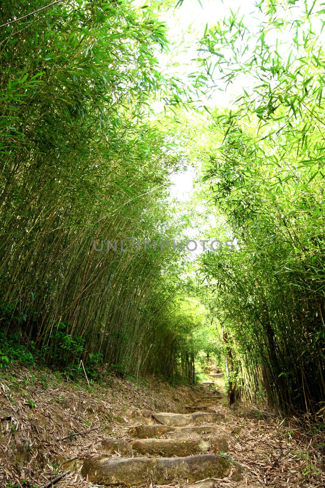 Bamboo lane in forest at day