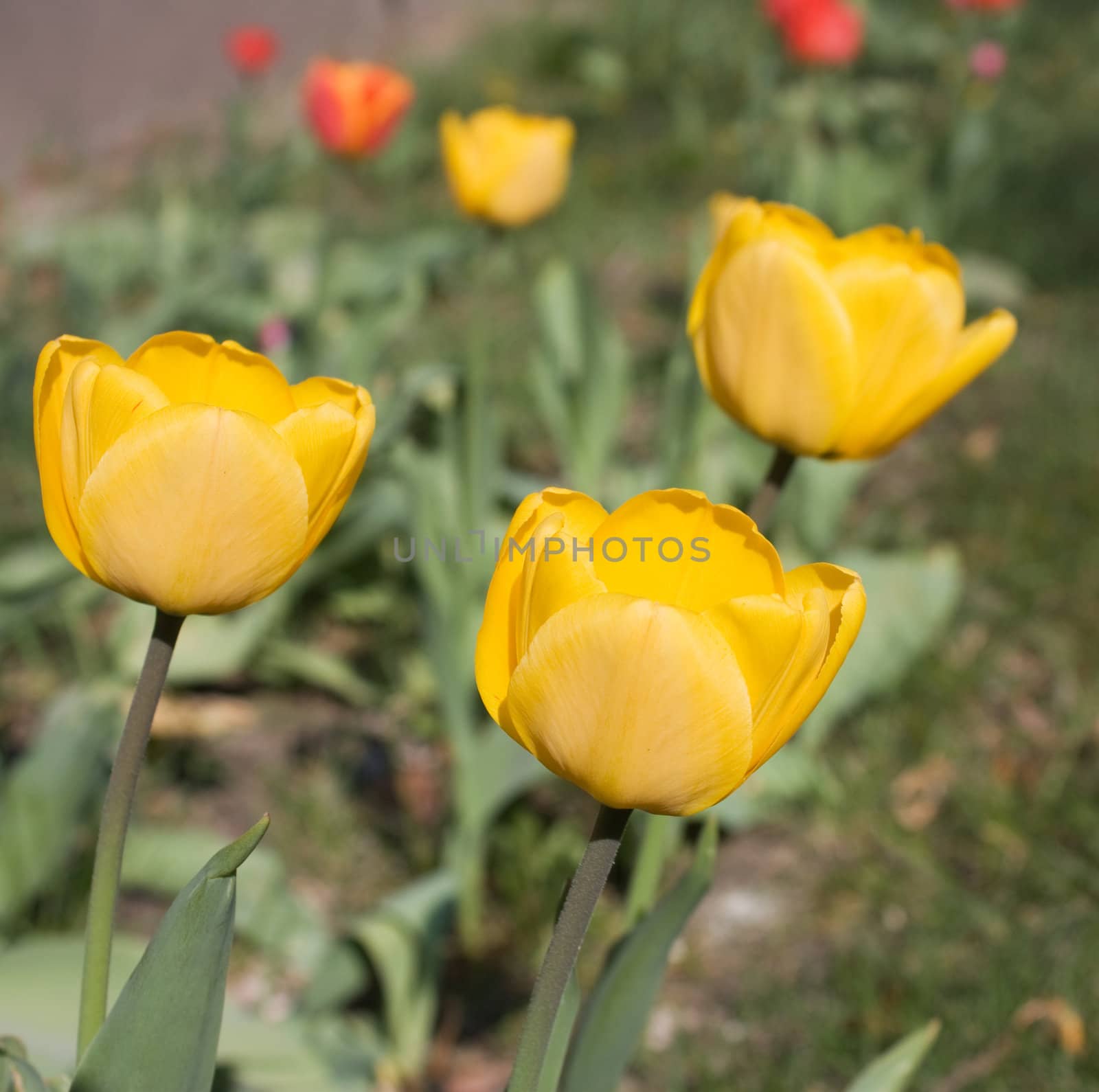 tulips