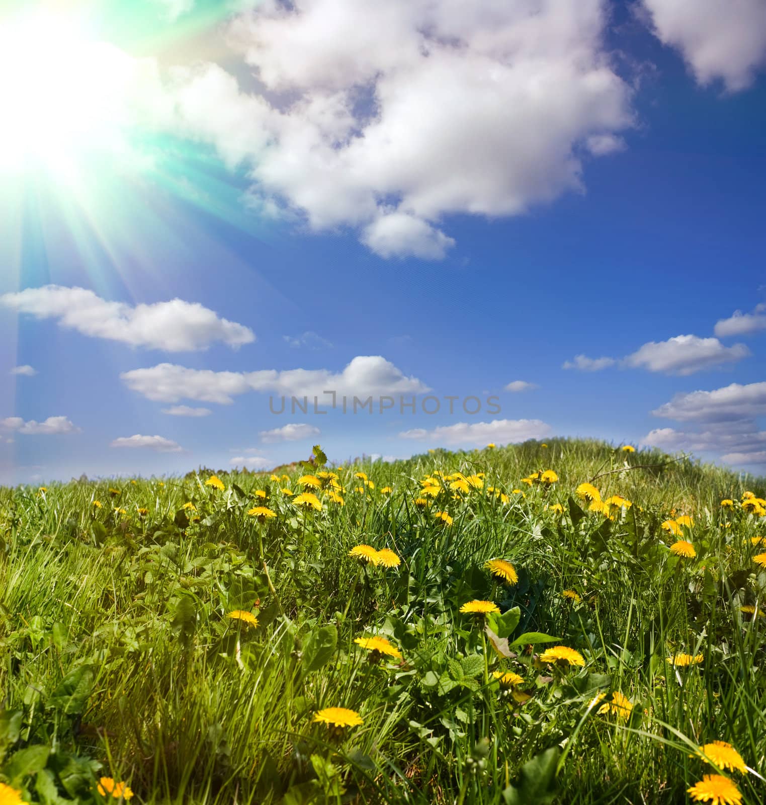 dandelion grass, spring