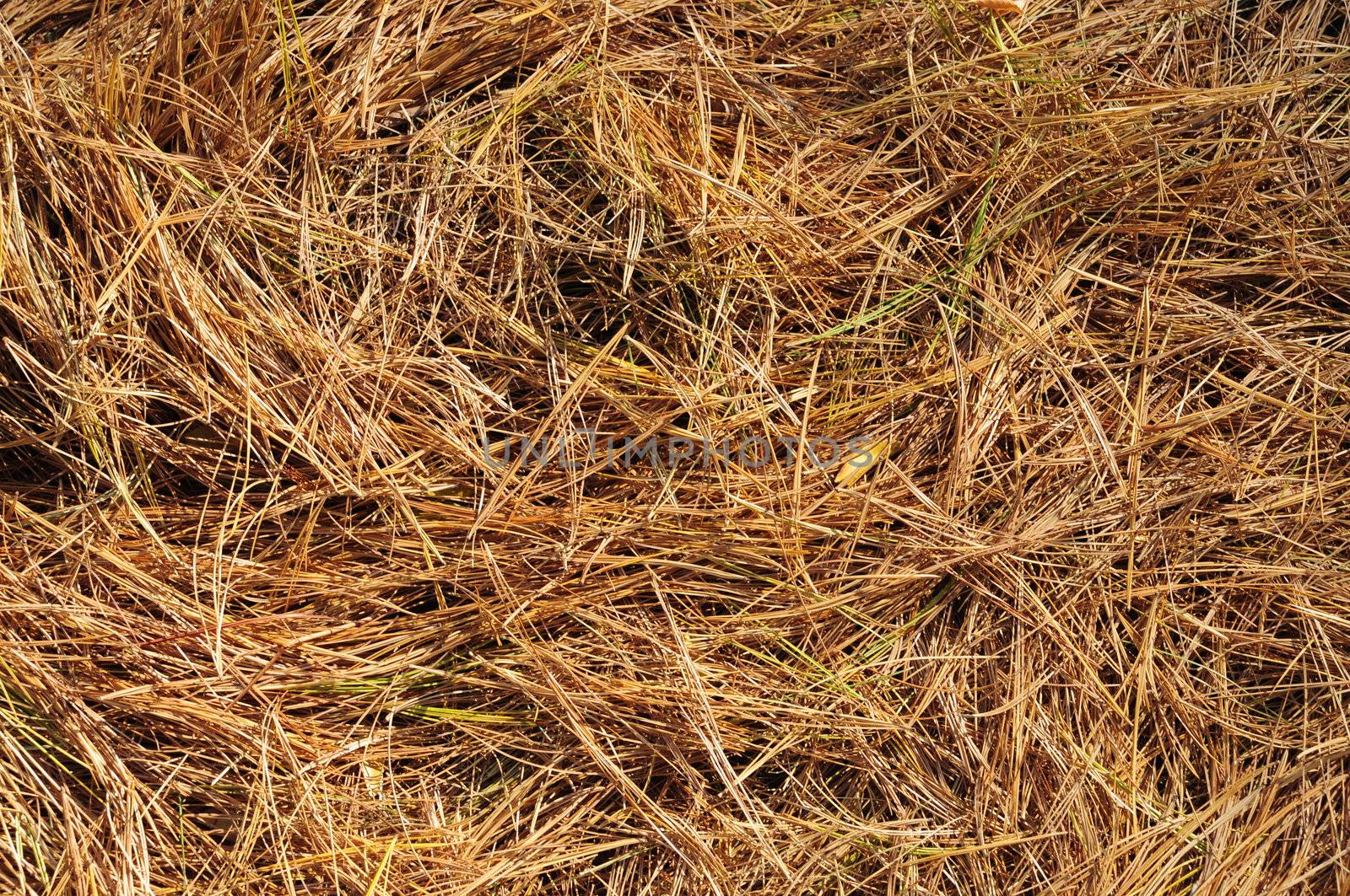 Golden pine needles on the ground