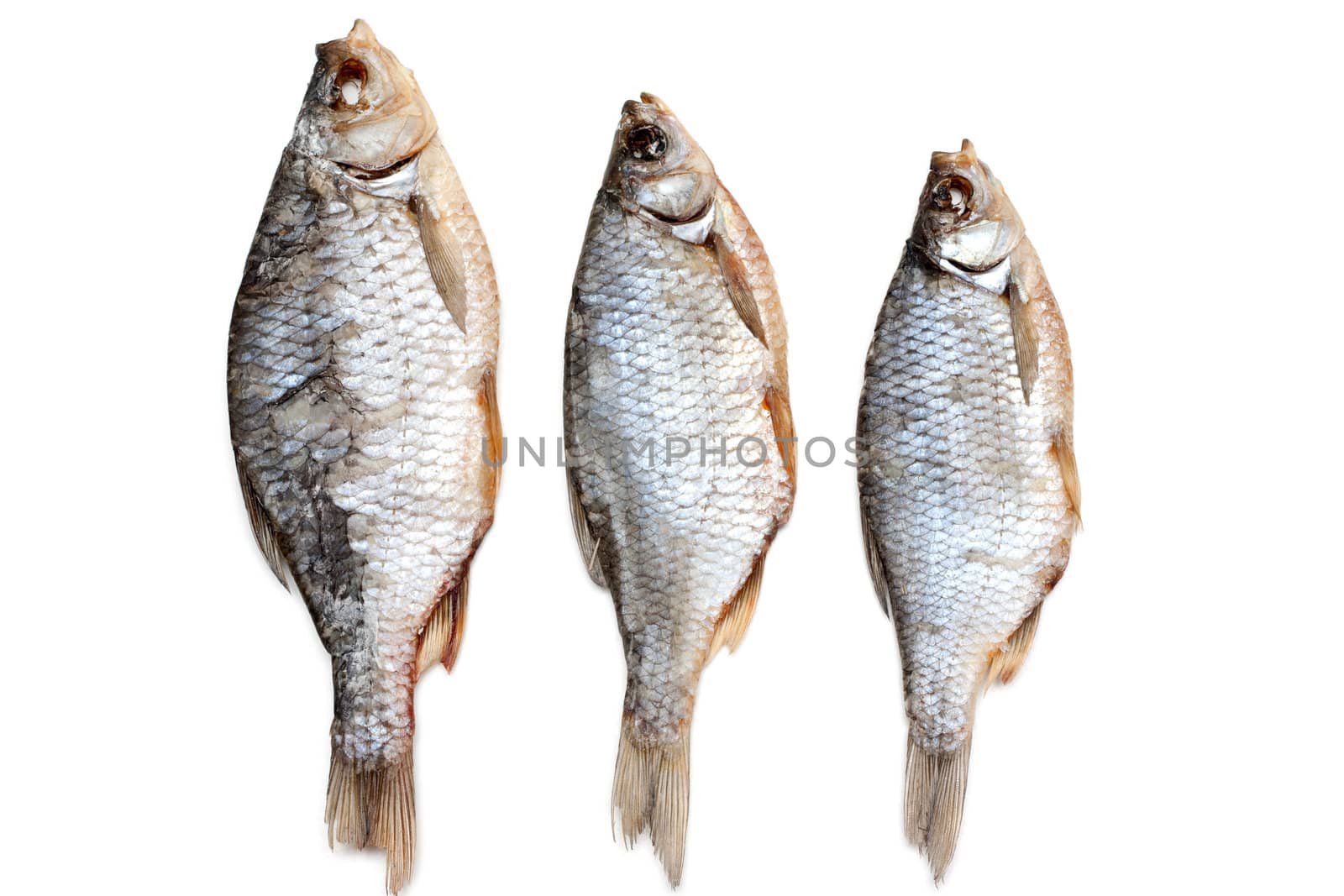 Dried fish, roech insulated on white background