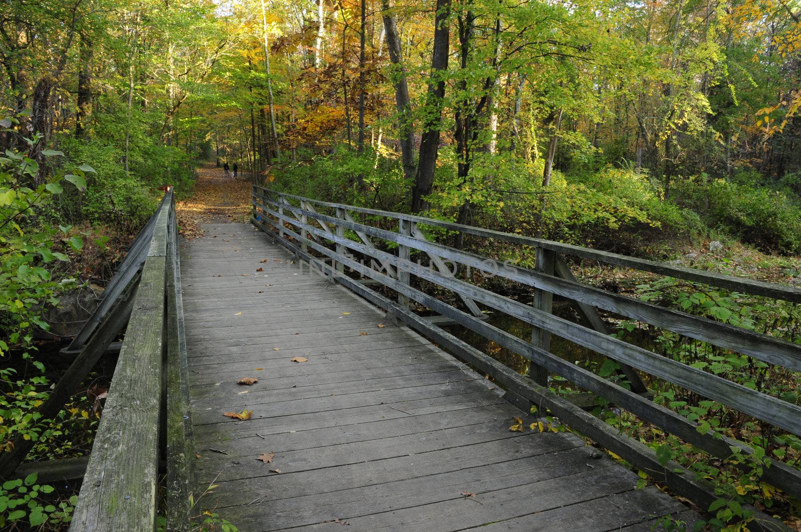 A foot bridge in the forest
