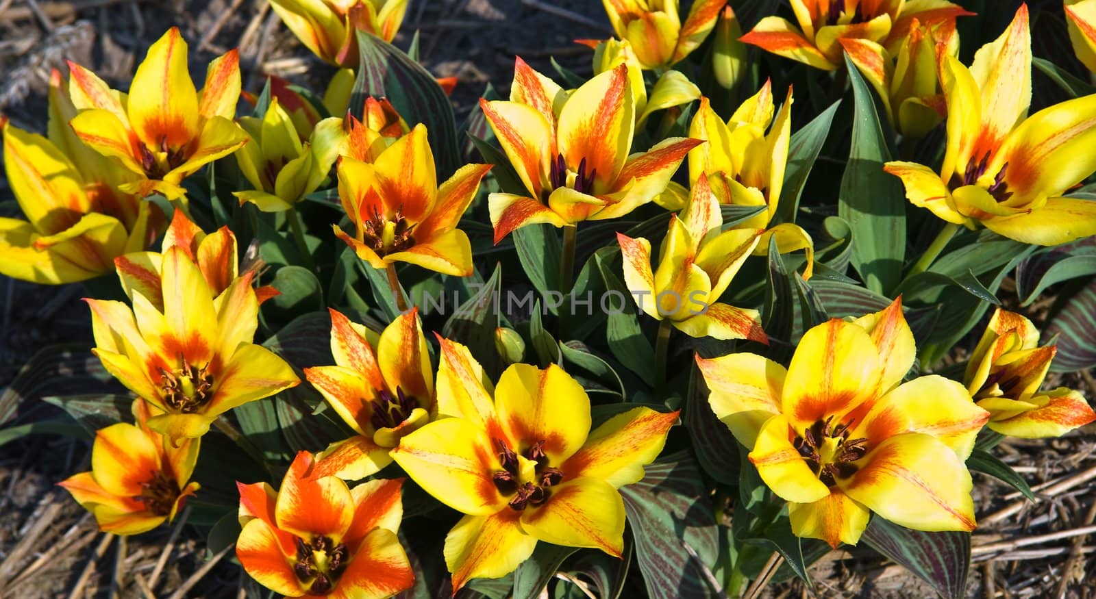 Group of small tulips in yellow and red in spring