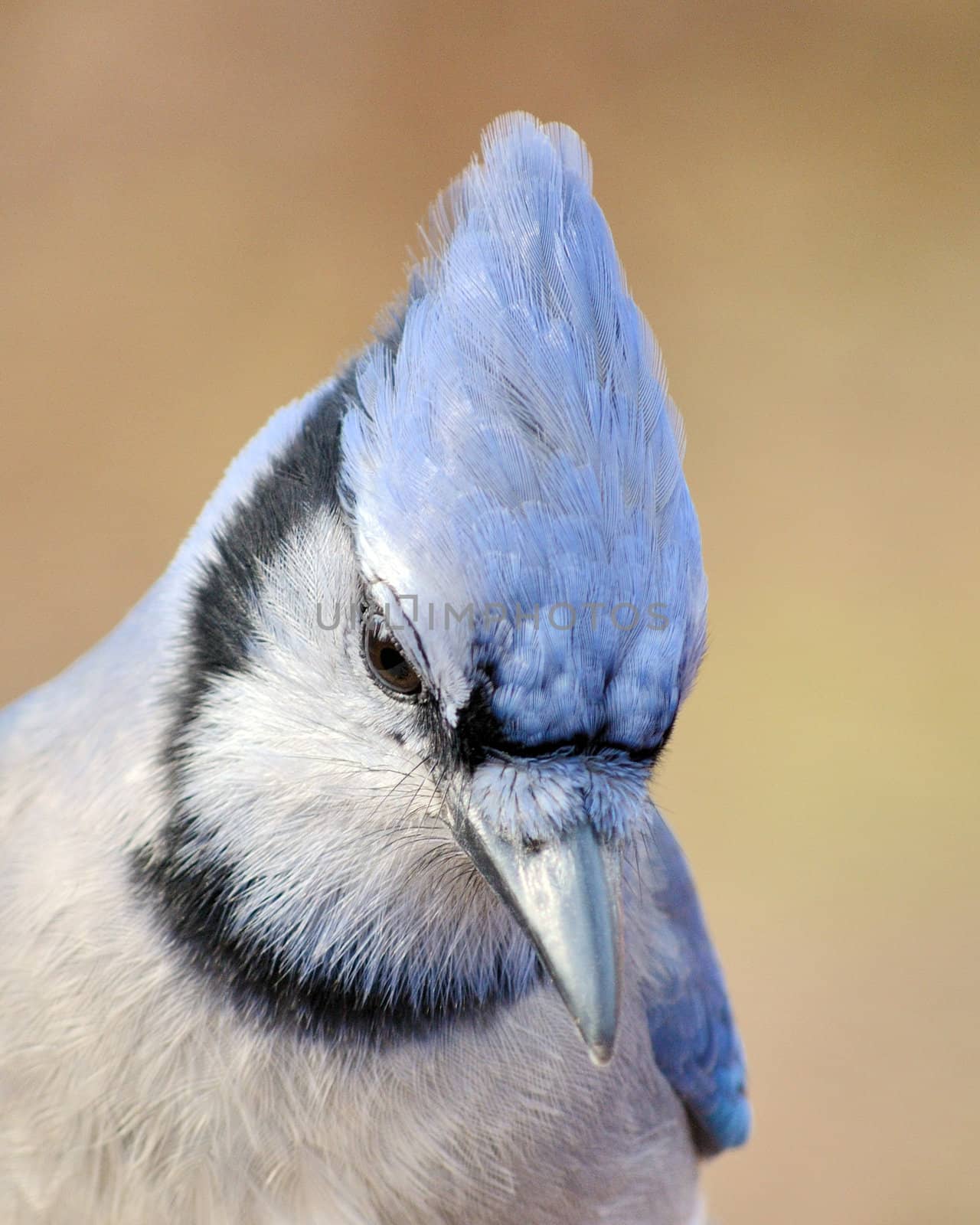  A Close up head shot a blue jay head.