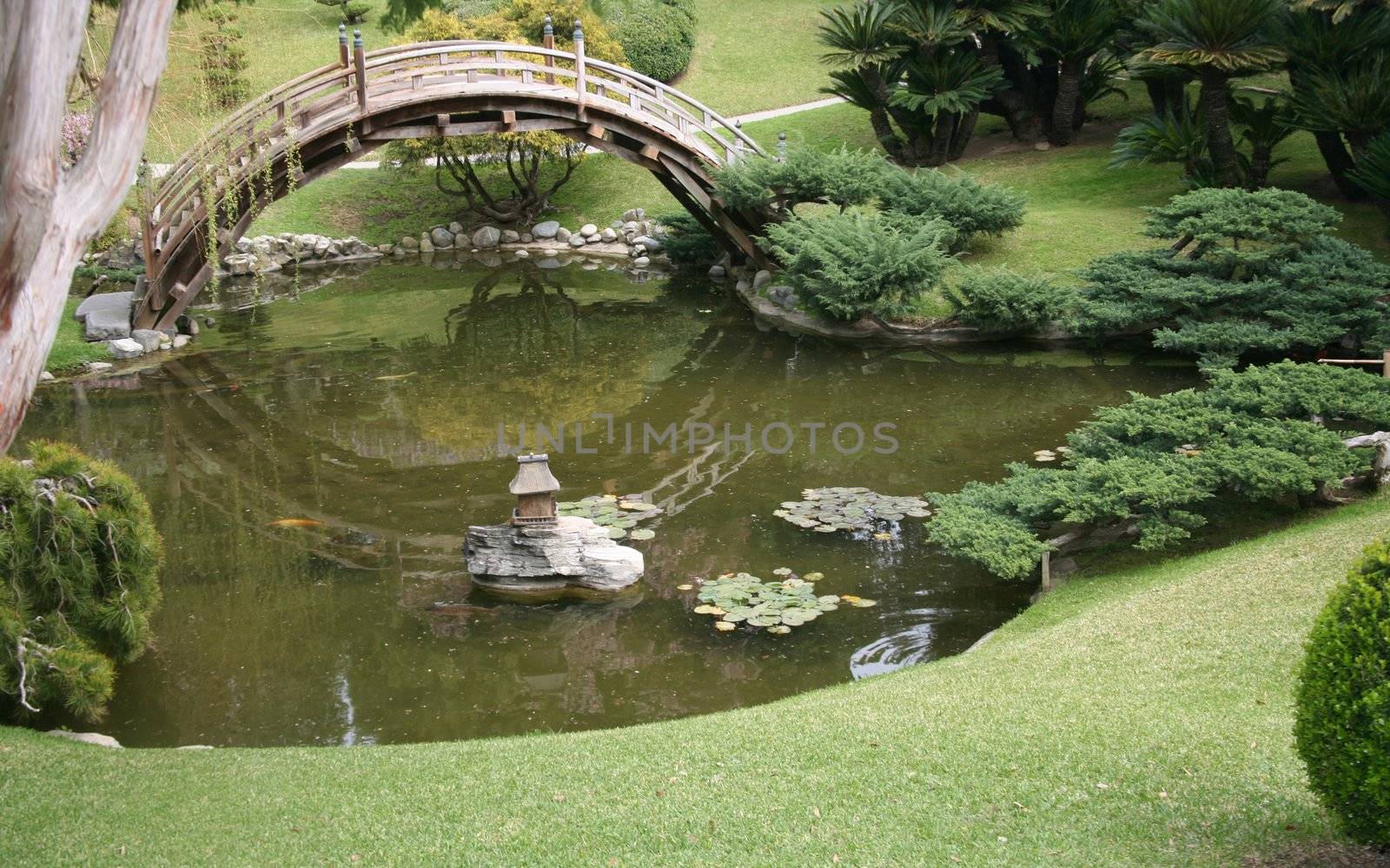 Colorful koi in a pond with wooden bridge background