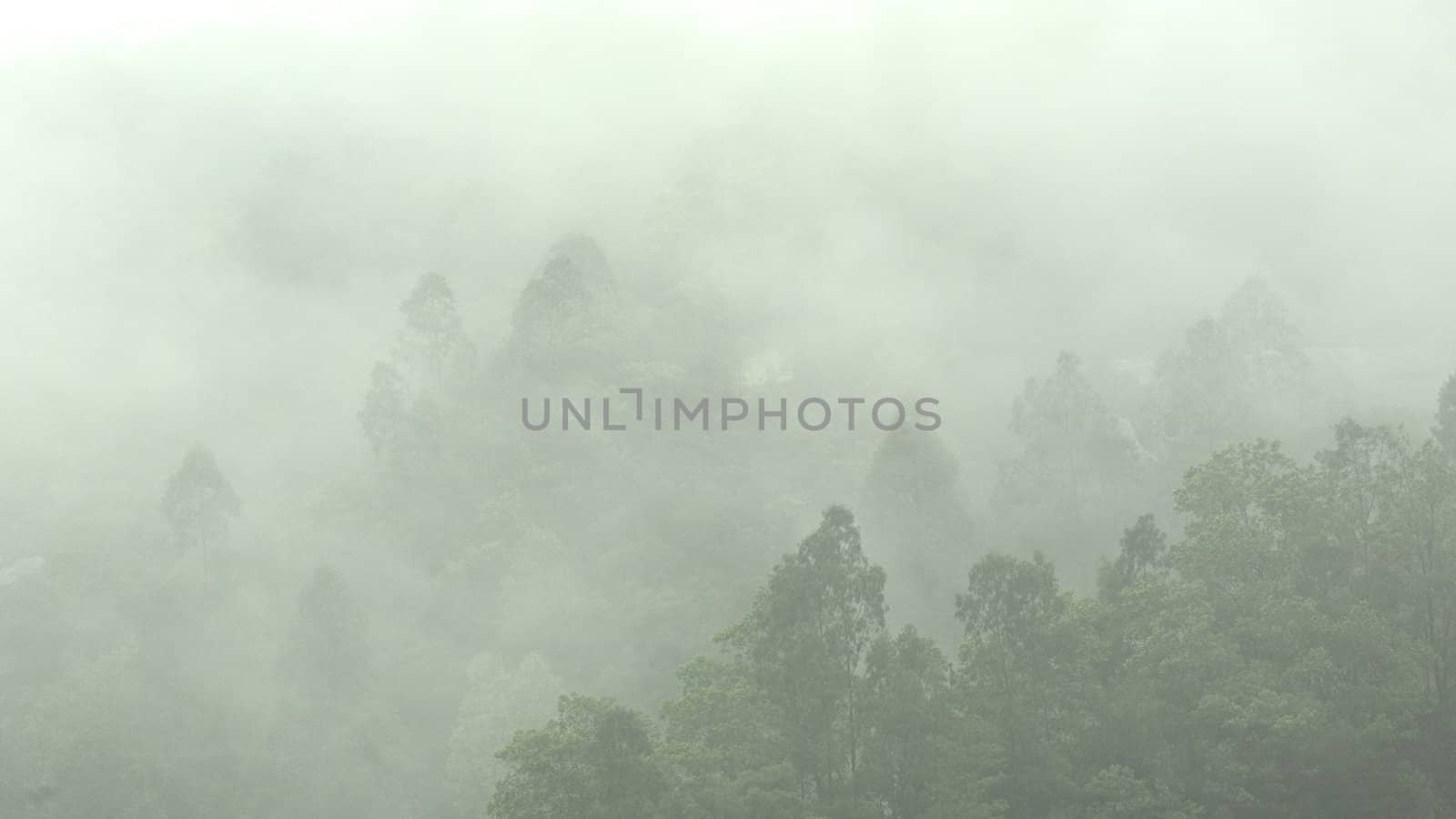 mist in mountain with many trees