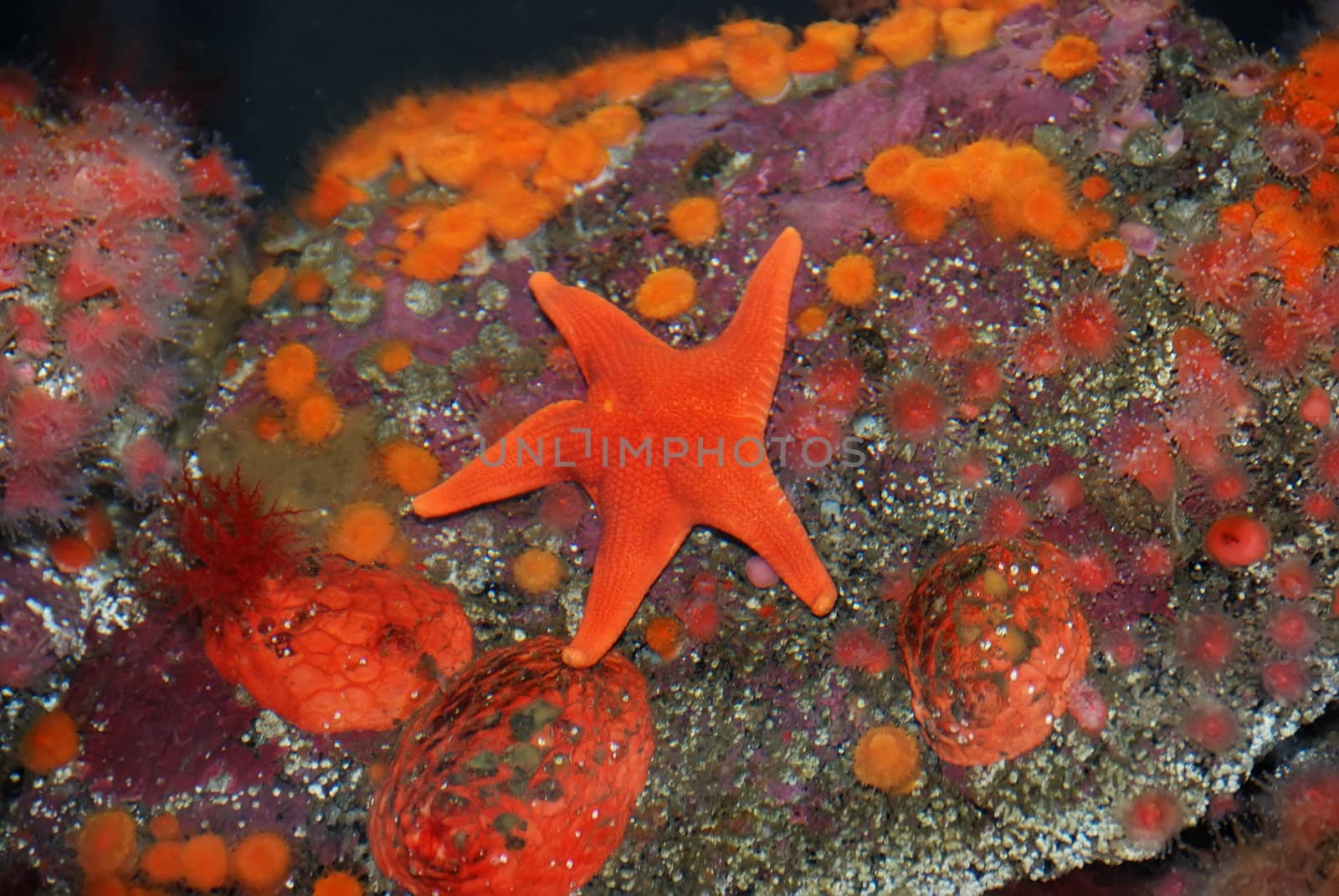 A red starfish among red and orange sea anemone.