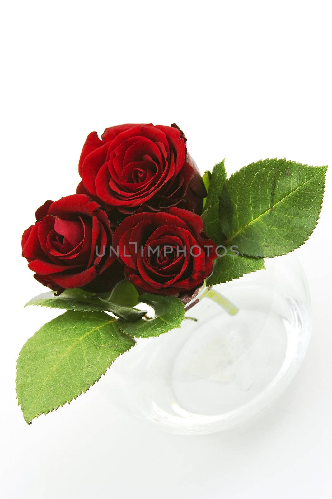 red roses by miradrozdowski