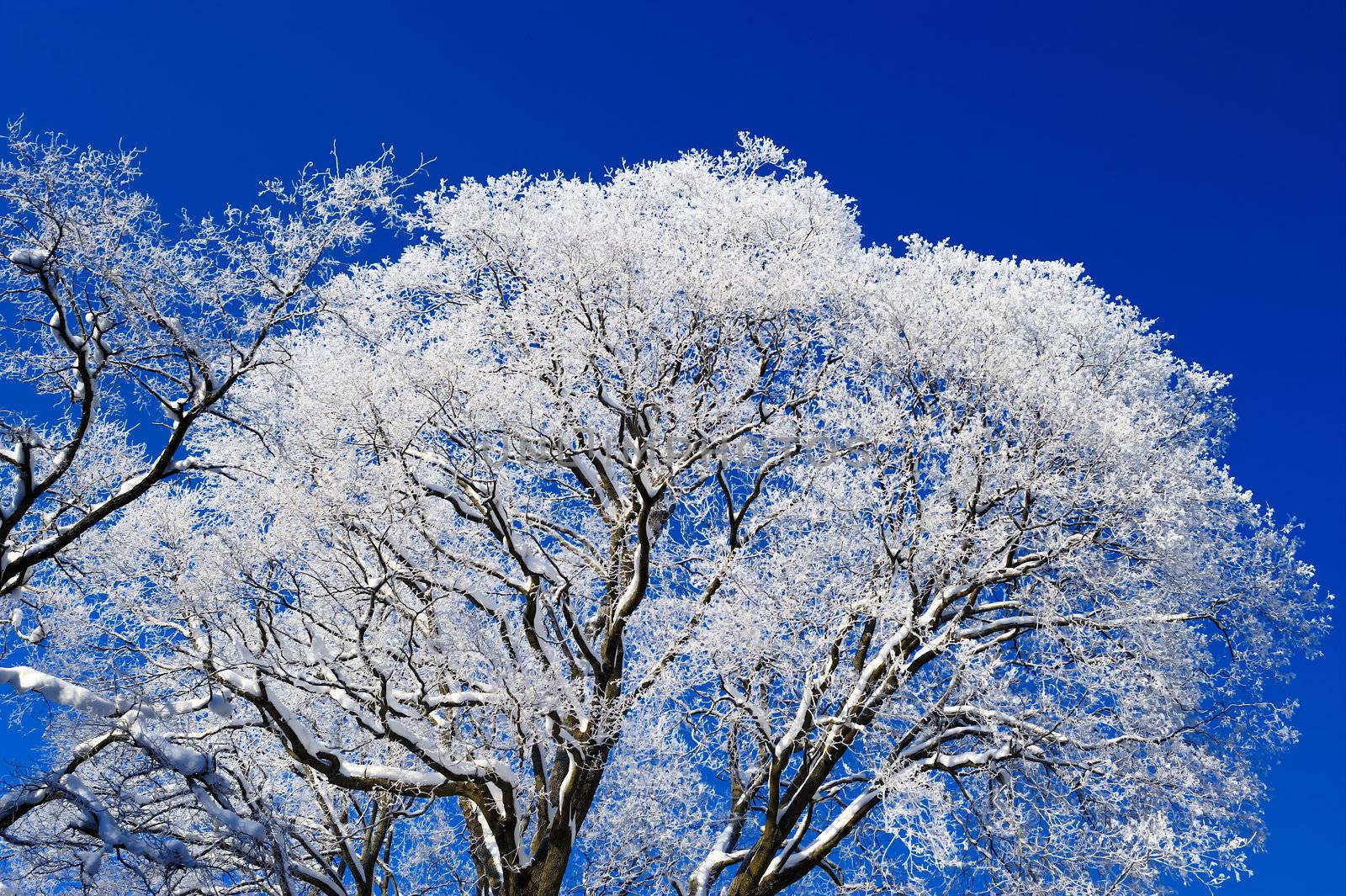 Tree branches covered with frost. On a blue sky background