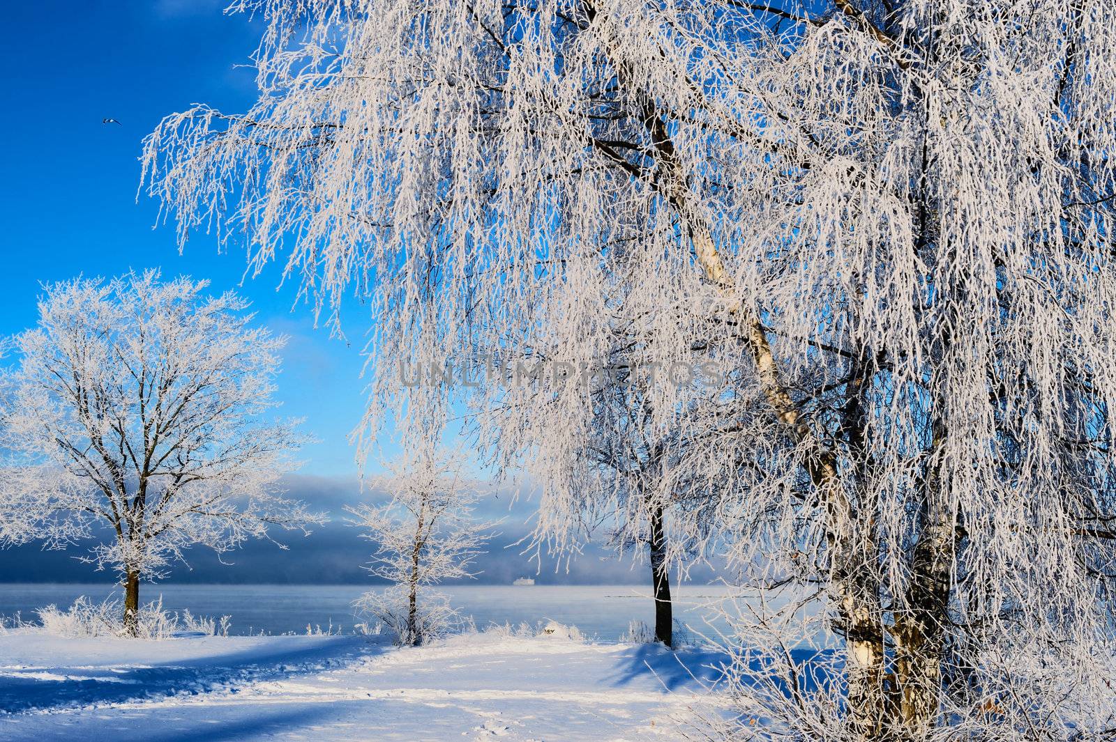Snowy trees on the sea coast in a winter day