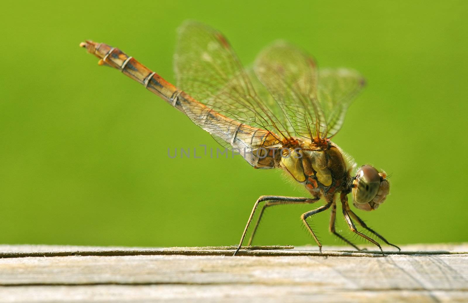 extreme close-up of a dragonfly on a fence