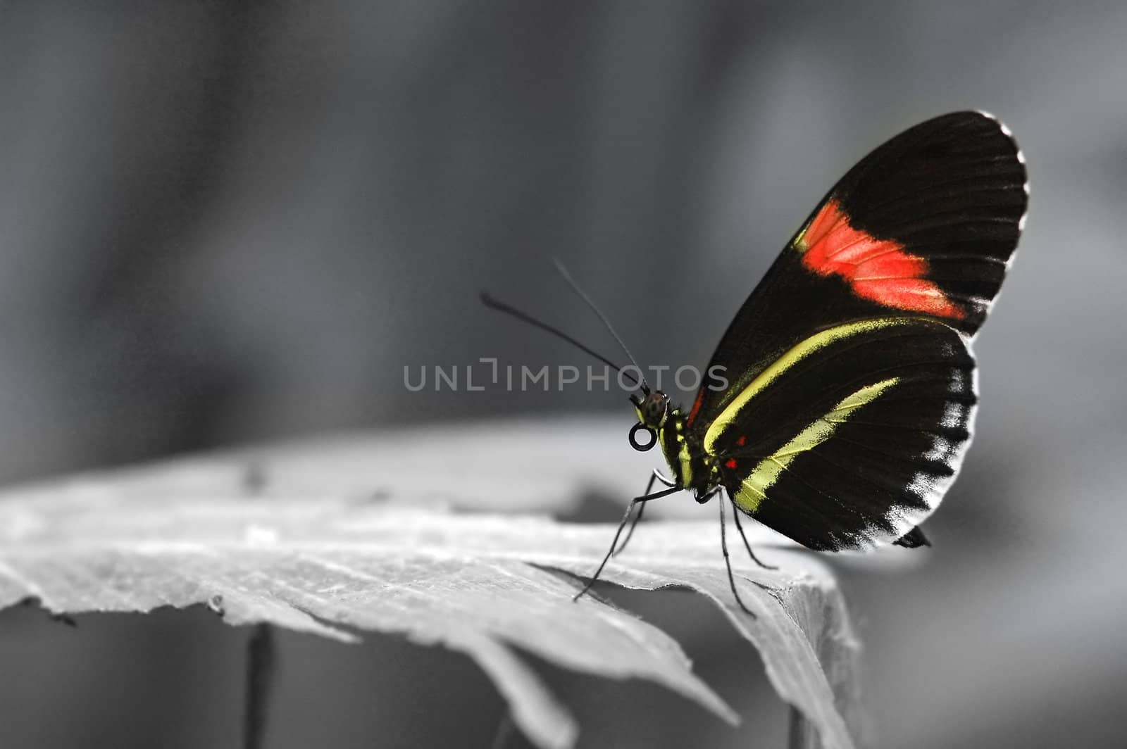 single butterfly at rest on vegetation