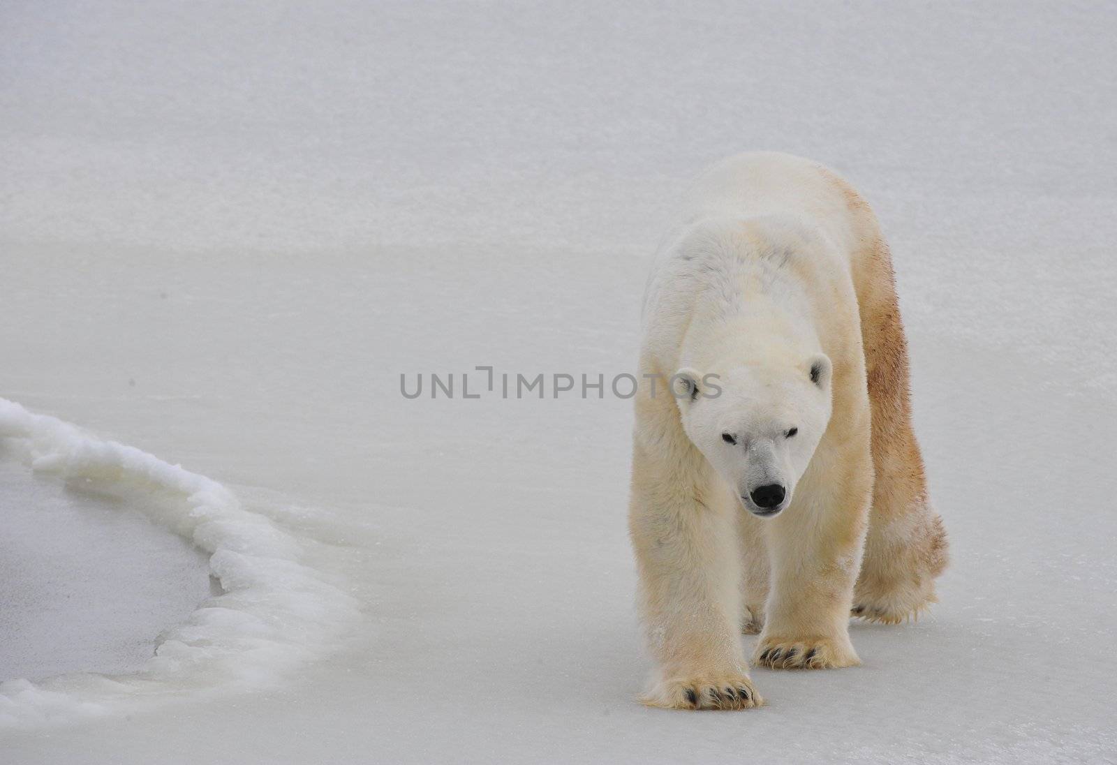 Polar bear in a native habitat. Snow. A frost. Winter.