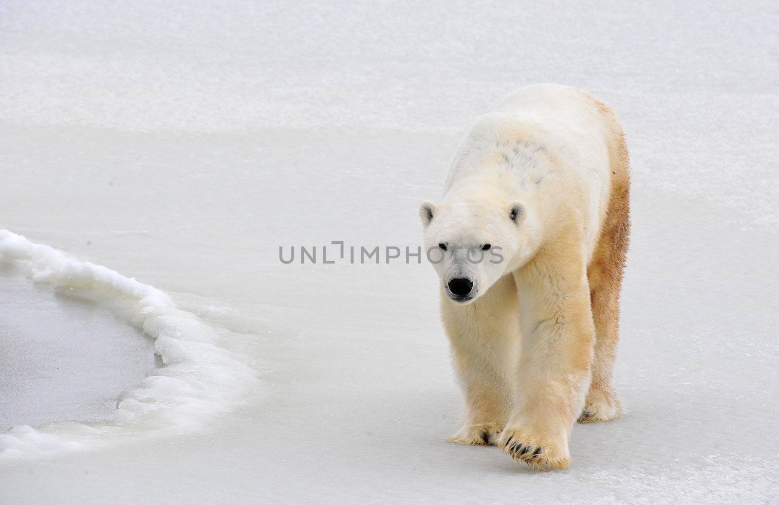 Polar bear in a native habitat. Snow. A frost. Winter.