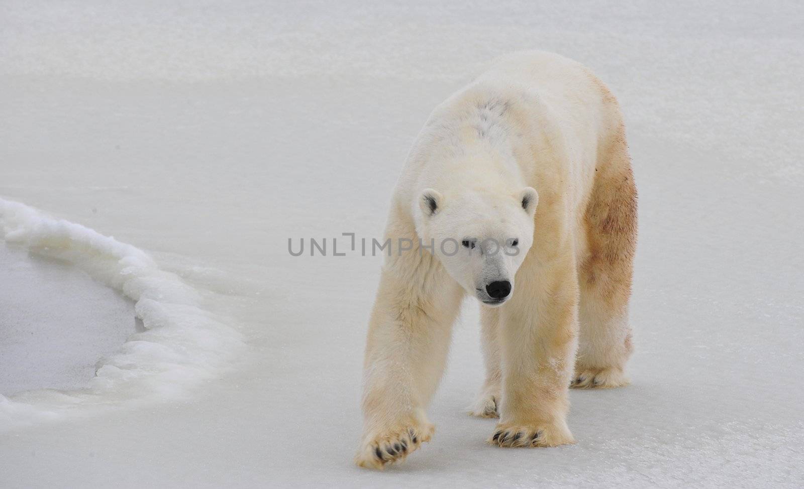 Polar bear in a native habitat. Snow. A frost. Winter.