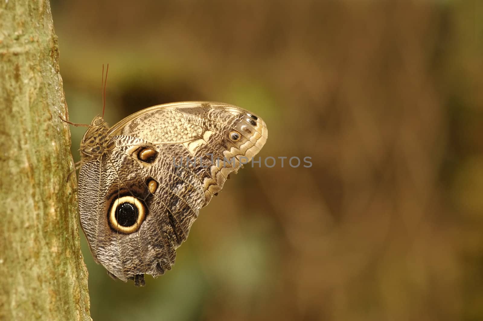 single butterfly at rest on a tree trunk