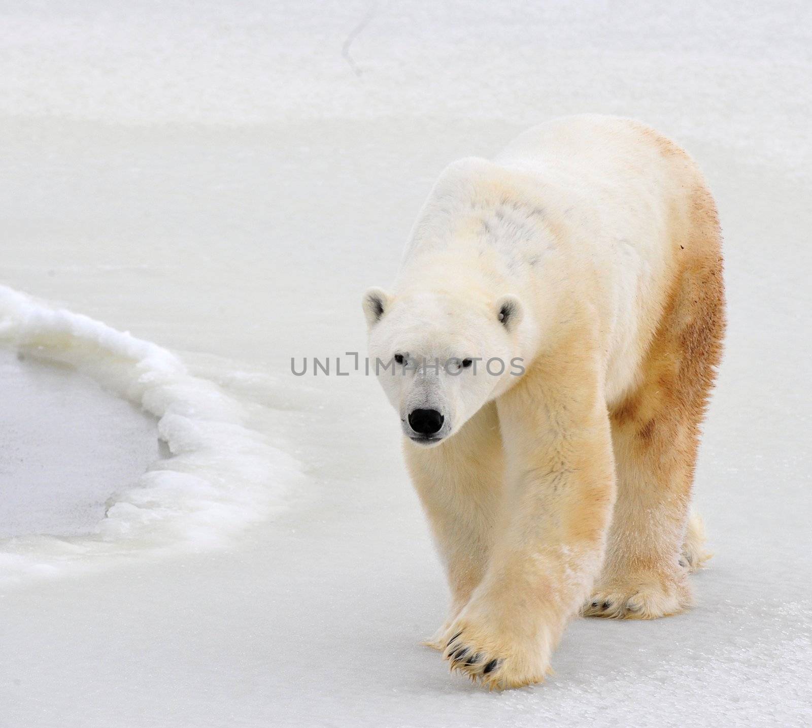 Polar bear in a native habitat. Snow. A frost. Winter.