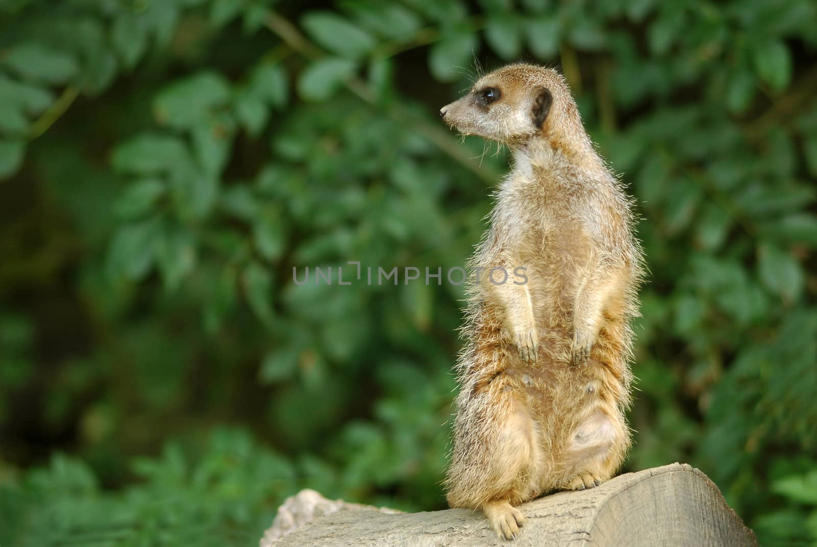 meerkat in alertness pose