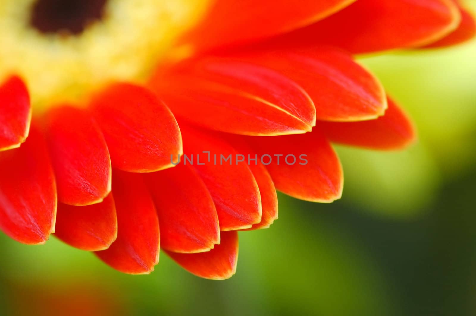 close up of a colorful gerber petals