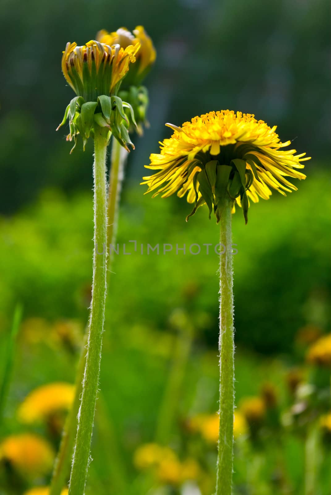 the colored fl ral background with soft focus