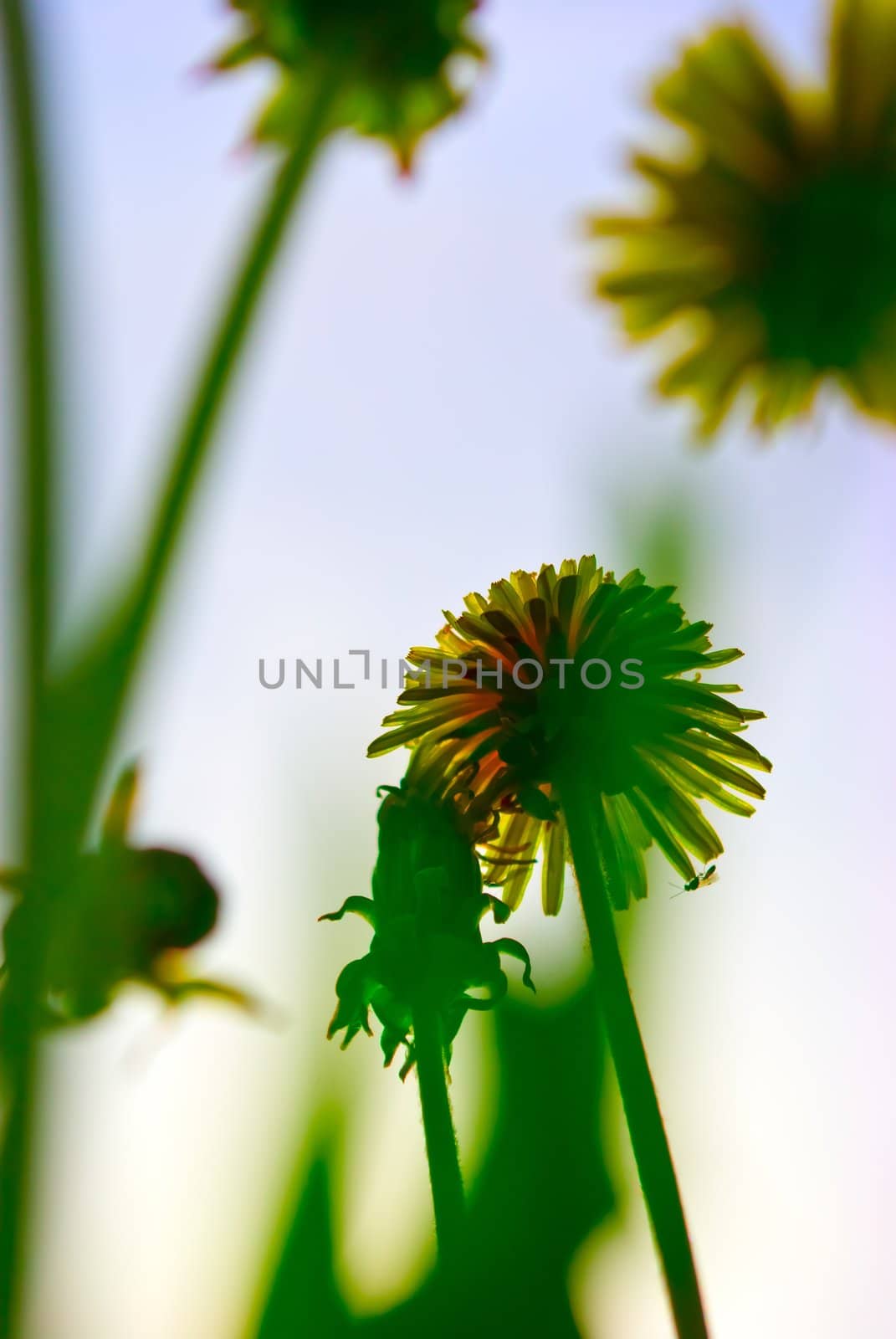 the colored fl ral background with soft focus
