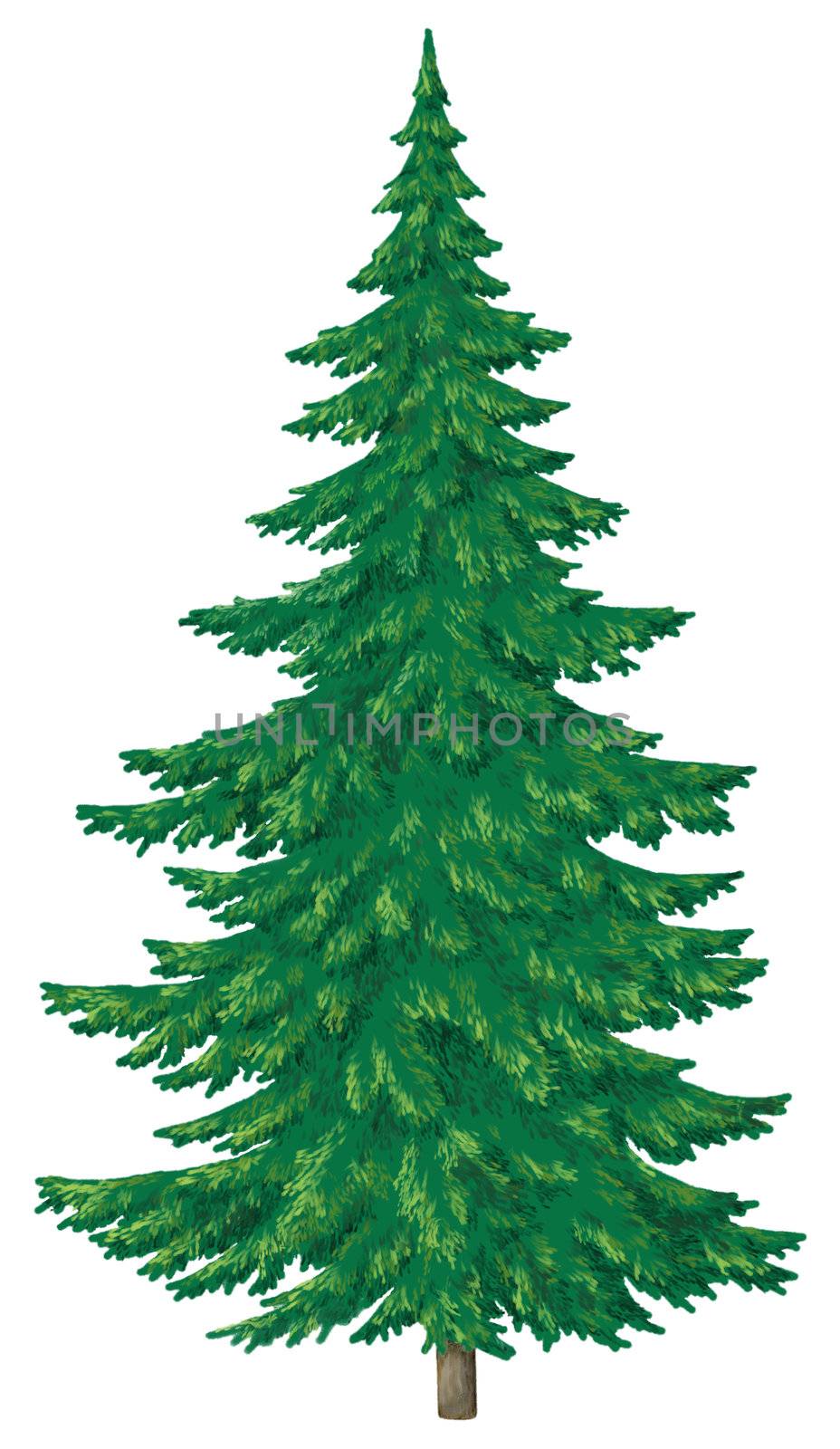 Christmas green fur-tree, isolated on white. Winter picture