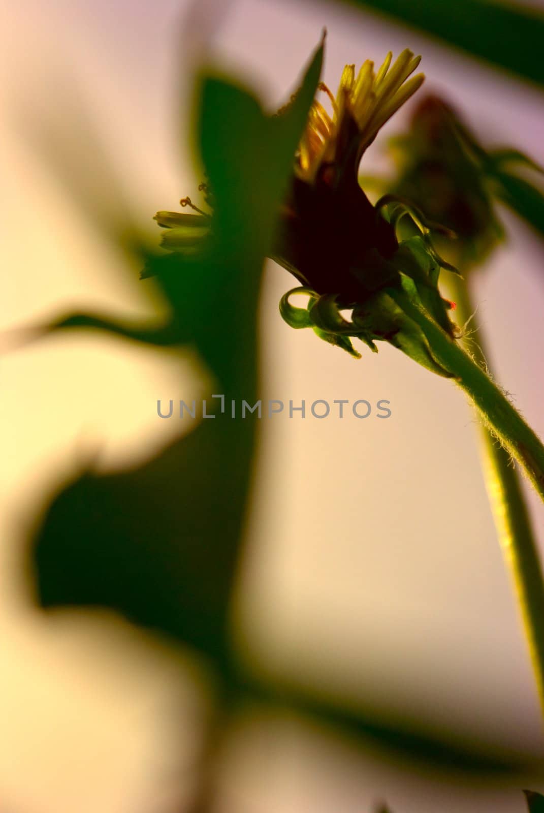 the colored fl ral background with soft focus